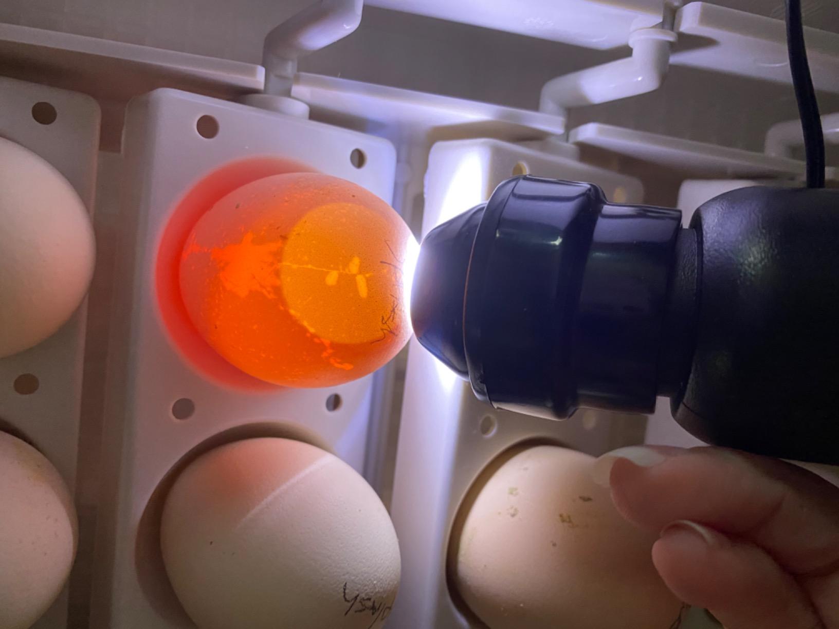 HBlife Wired LED Egg Candler, Bright Cool Light Egg Candler Tester for Monitoring Egg Development with 2 Soft Rubber customer photo 1