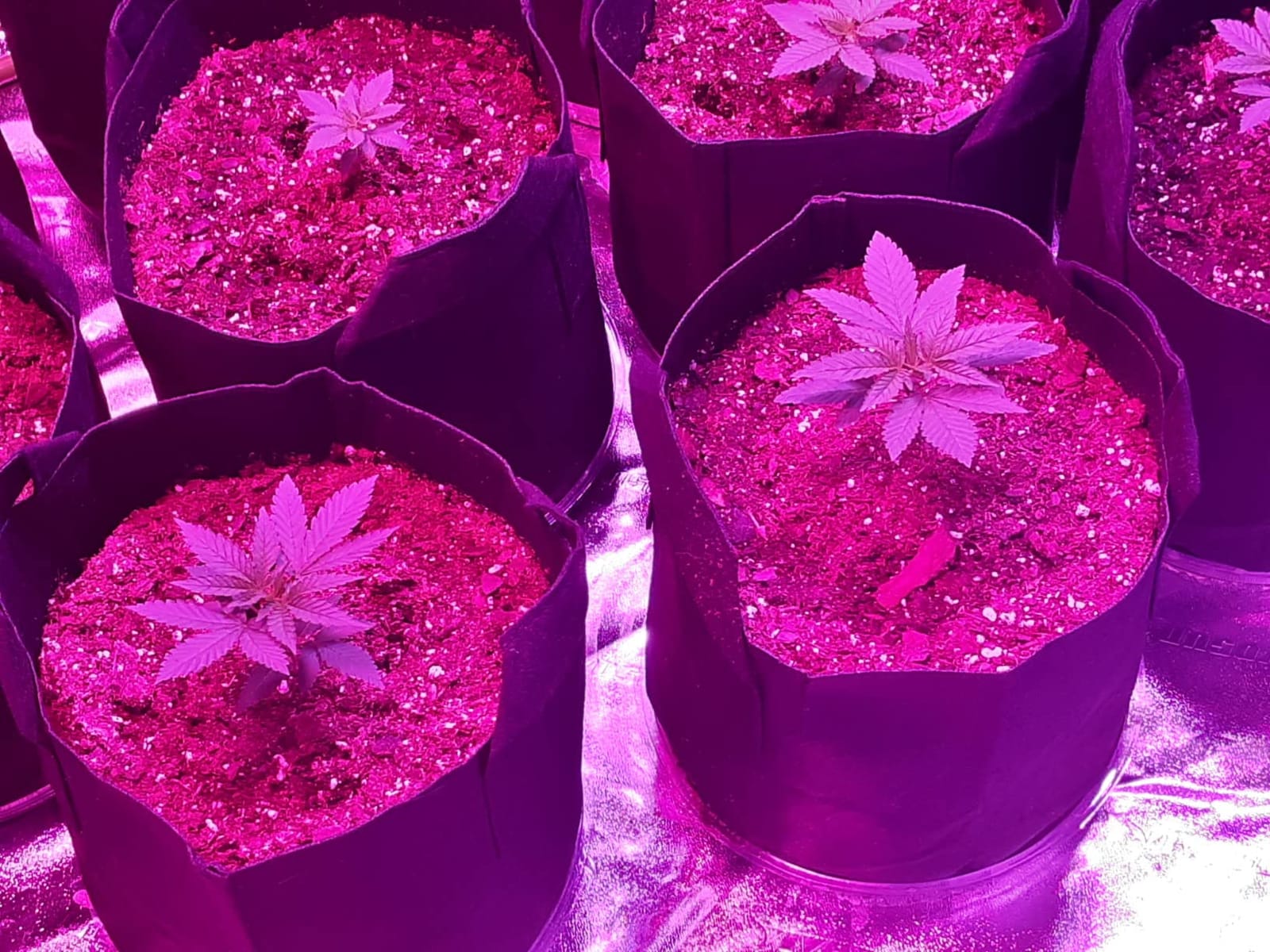 VIVOSUN 4x5 Grow Tent 60
