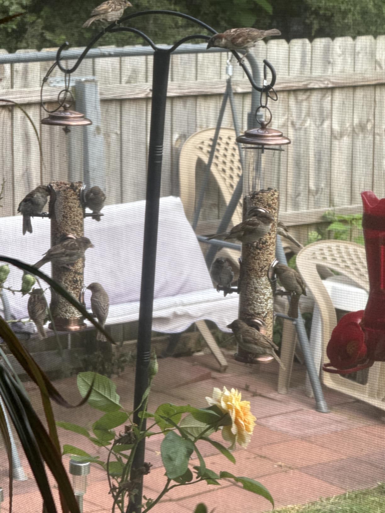 Gray Bunny Squirrel Proof Bird Feeders for Outdoors 6 Port Metal Tube customer photo 2