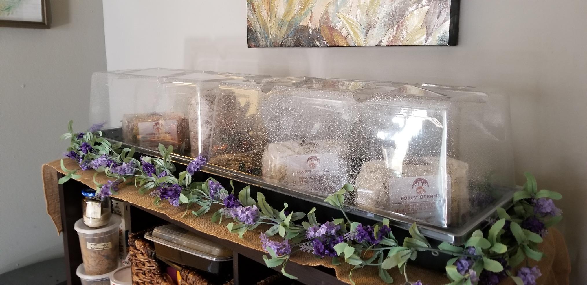 Root Mushroom Farm—Golden Oyster Mushroom Grow Kit customer photo 1