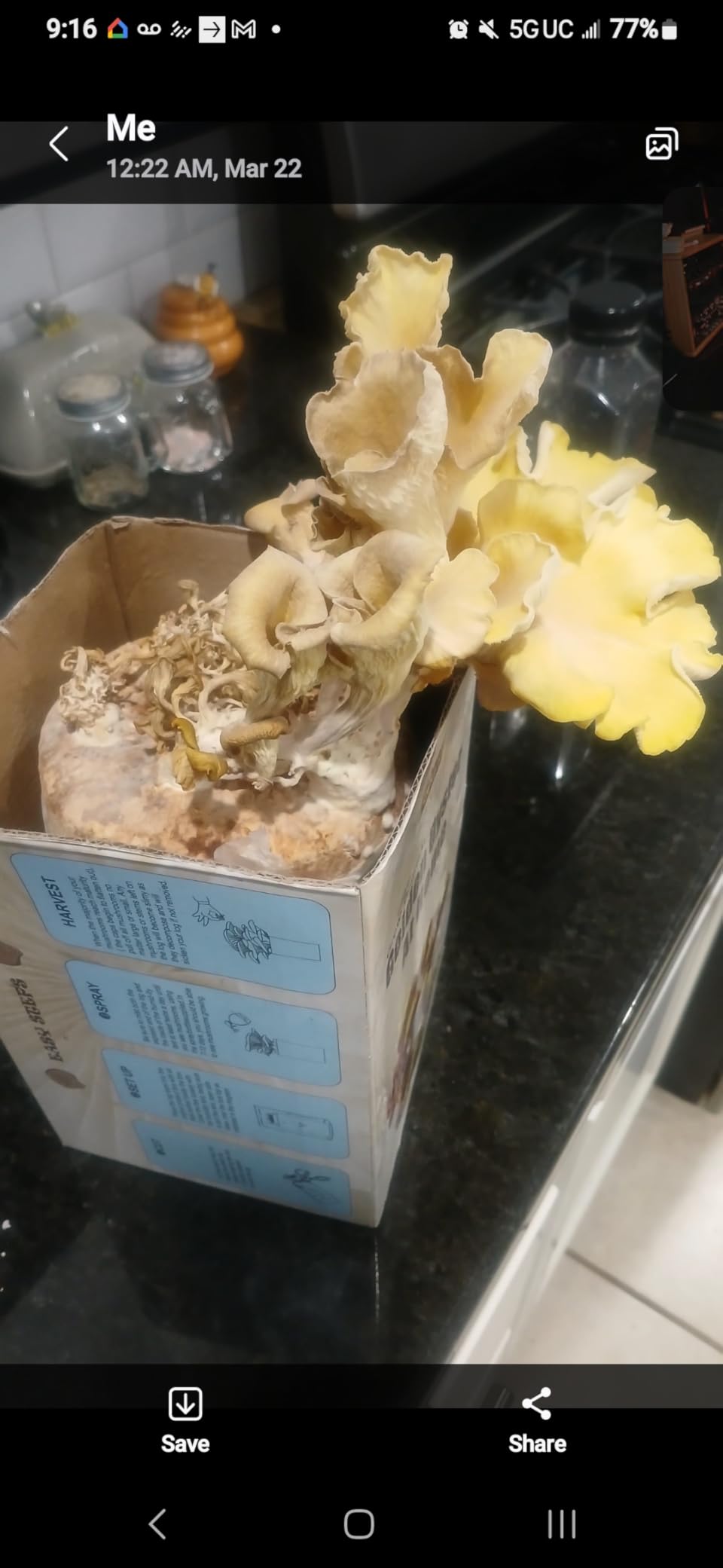 Root Mushroom Farm—Golden Oyster Mushroom Grow Kit customer photo 2