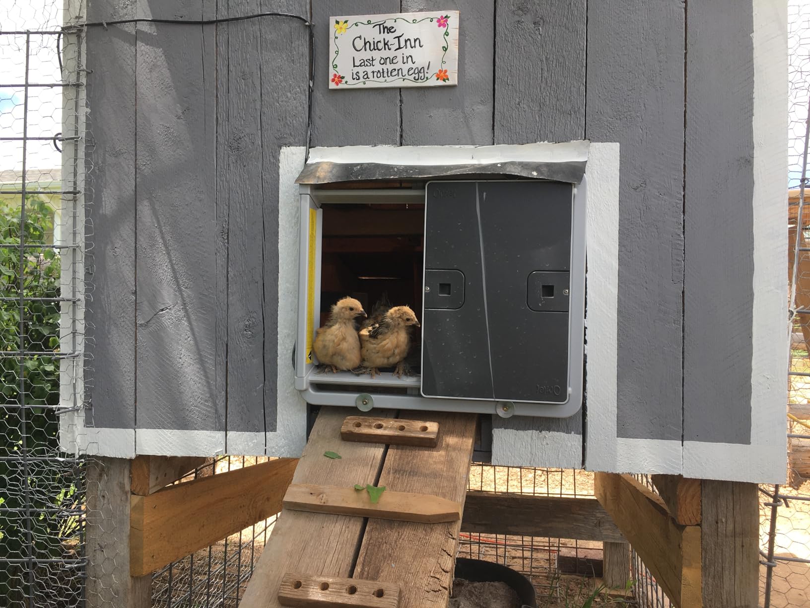 Omlet Automatic Chicken Coop Door Opener Operated by Light Sensor or Timer | Easy to Install, No Maintenance Required | Improves Coop Security and Insulation | Built-in Safety Sensors | Green customer photo 1