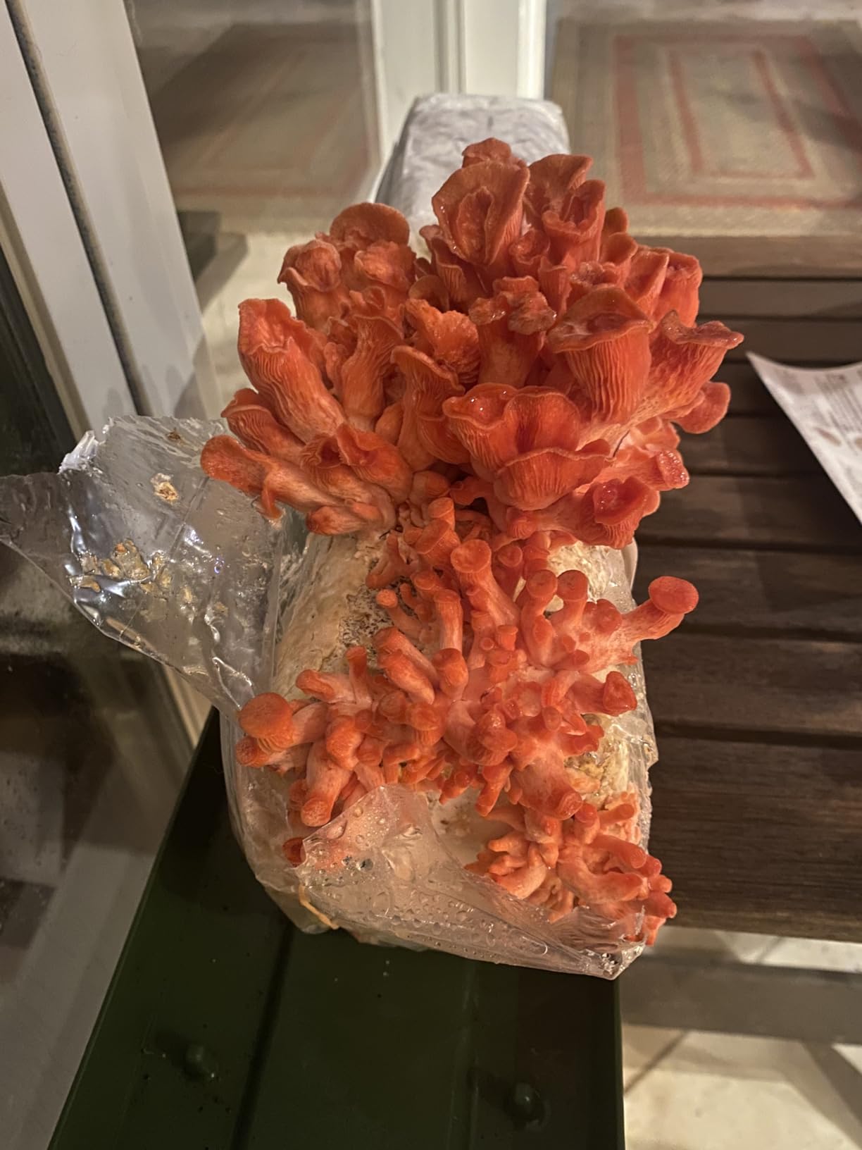 Forest Origins Specialty Trio Oyster Mushroom Kits, Pink Brown White 3-Pack customer photo 1