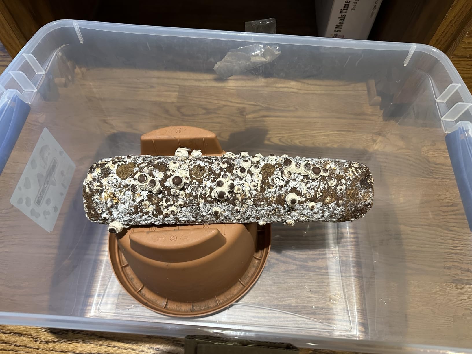 Root Mushroom Farm-Shiitake Mushroom Grow Kit-Starting Right Away Once Received customer photo 2