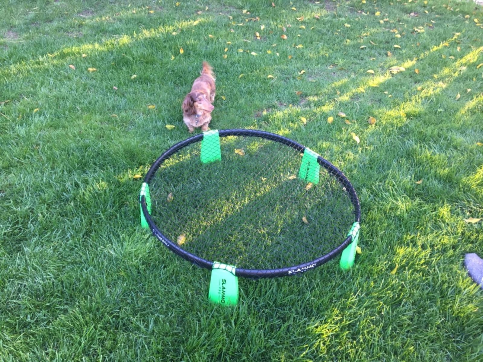 GoSports Slammo PRO Game Set – Premium Outdoor Lawn, Beach & Tailgating Roundnet Game for Kids, Teens & Adults customer photo 1