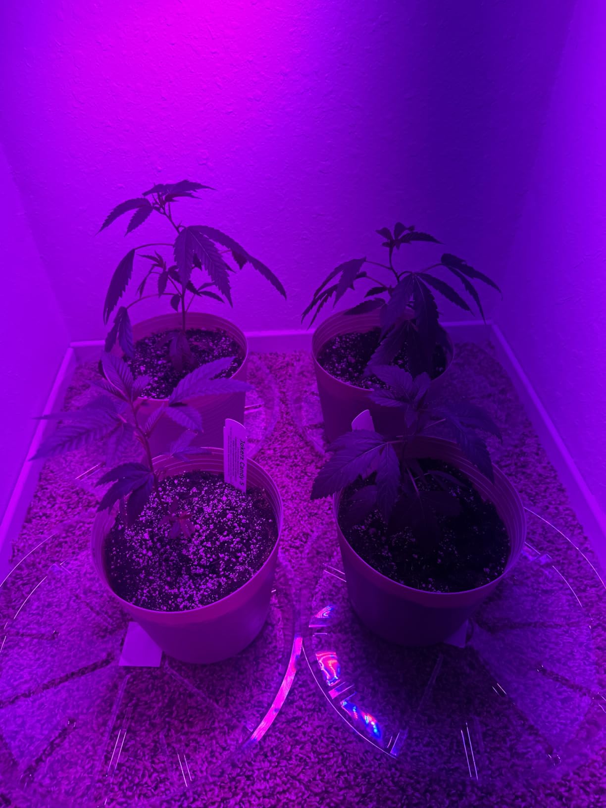 KOSCHEAL KS2000 230W LED Grow Light, 2.8 µmol/J Full Spectrum customer photo 1