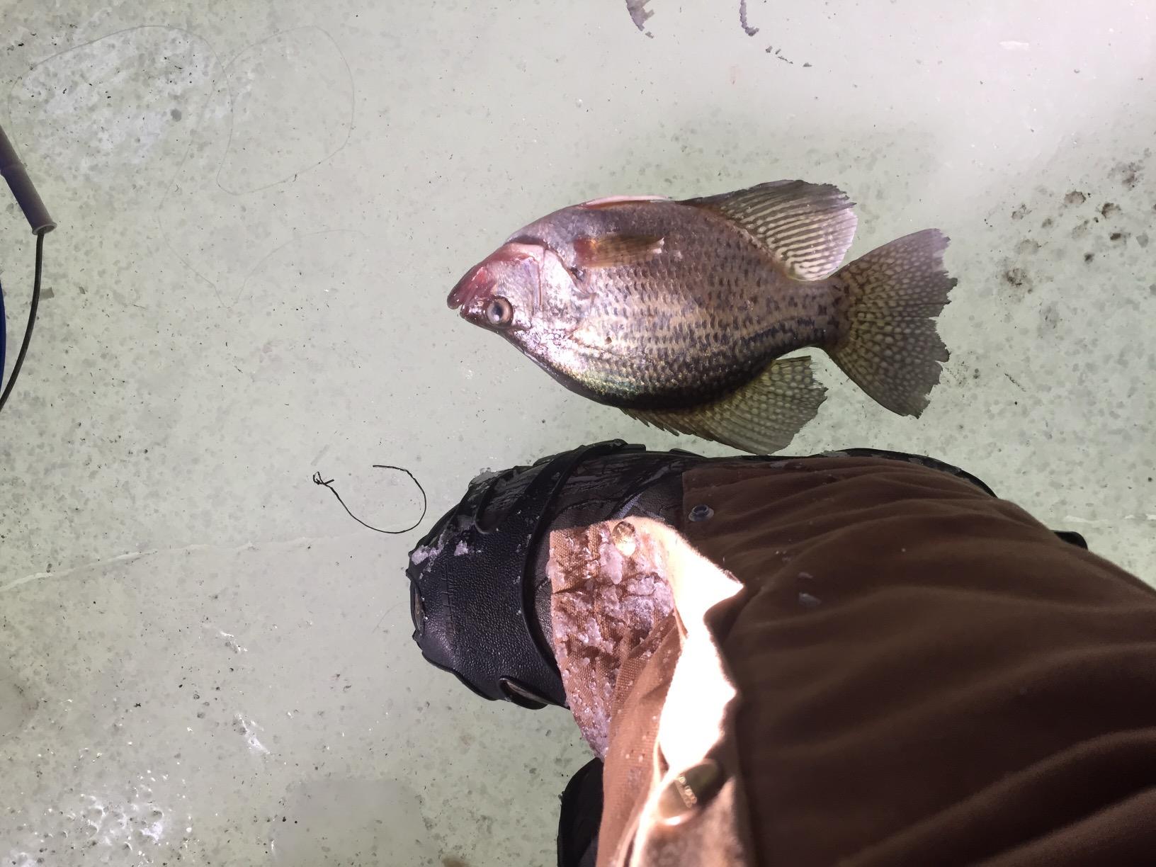 LaCrosse Mens AlphaBurly Aero 17