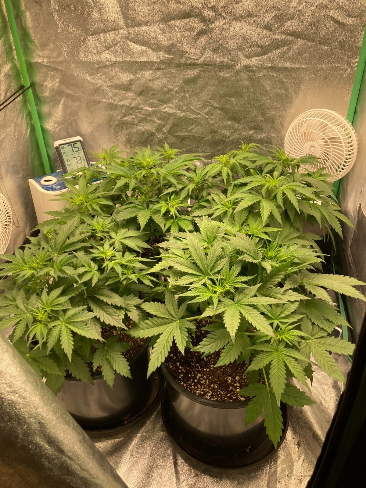 MARS HYDRO 100W TS600 2x2ft Dimmable LED Grow Lights for Indoor Plants customer photo 1