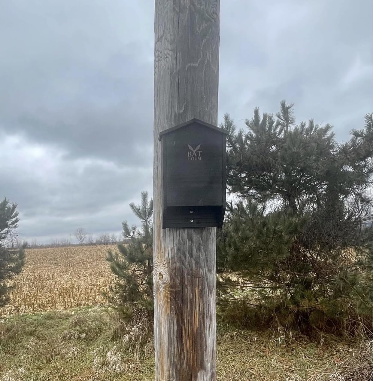 The Ultimate Wooden Bat House for Outdoors - Large Double Chamber Box customer photo 1