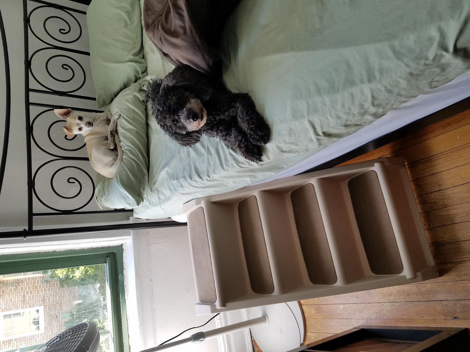 PetSafe CozyUp Folding Dog Stairs, 20 in Tall, Gray customer photo 2