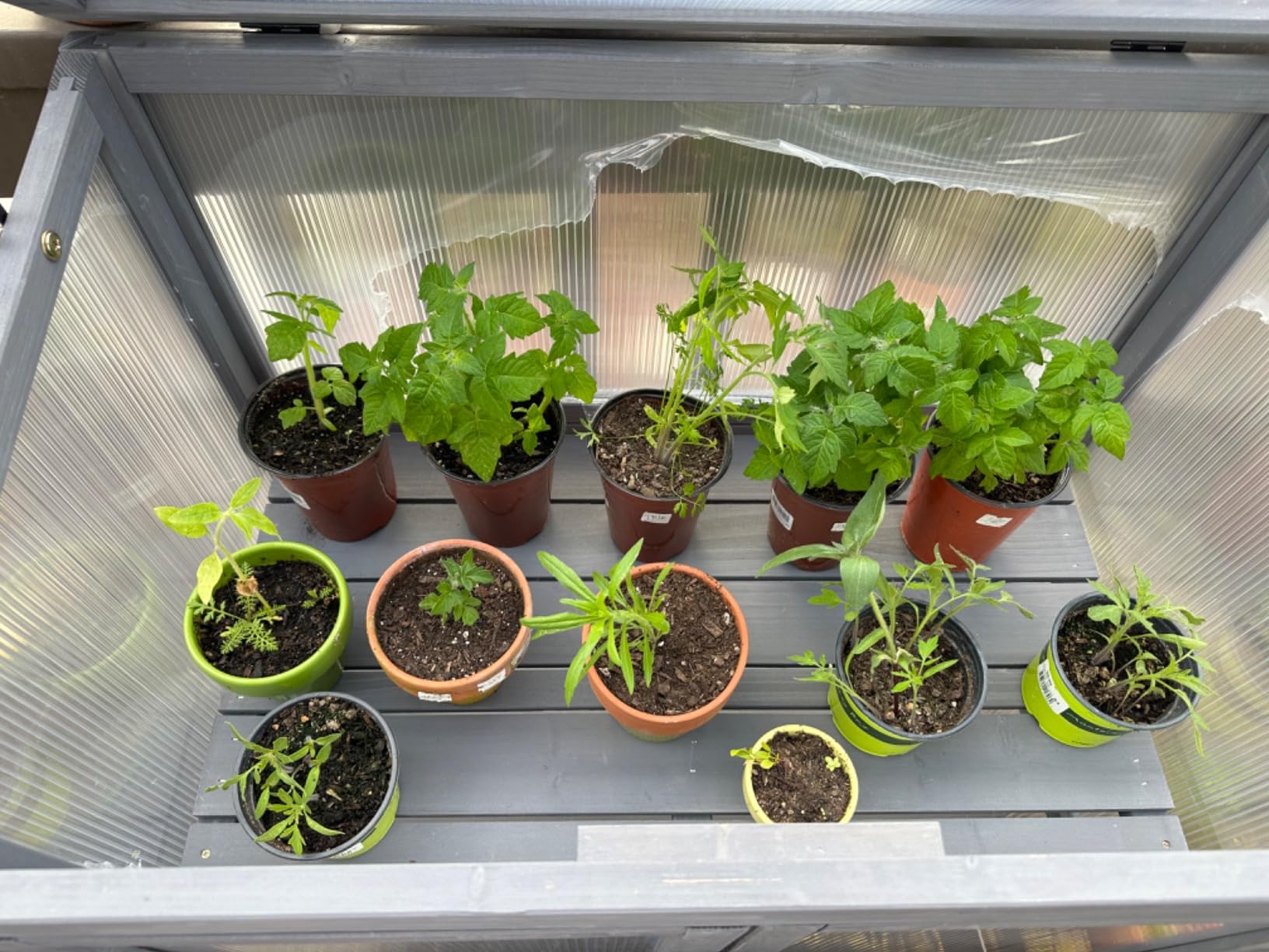 MCombo Cold Frame Greenhouse, Wooden Cabinet with Shelves, 0760 (Orange) customer photo 2