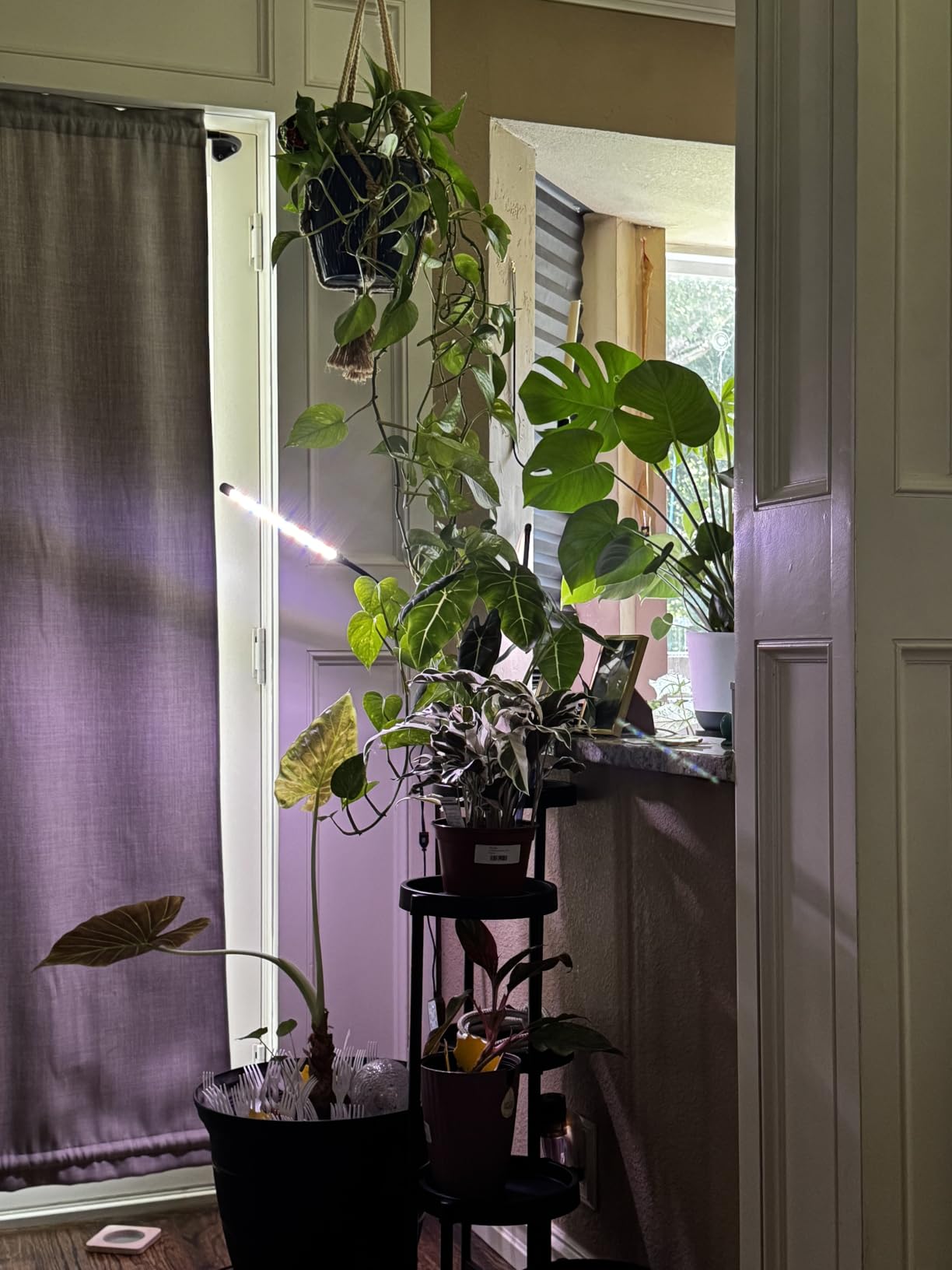 GooingTop Grow Light,6000K Full Spectrum Indoor Plant Growing Lamp customer photo 1