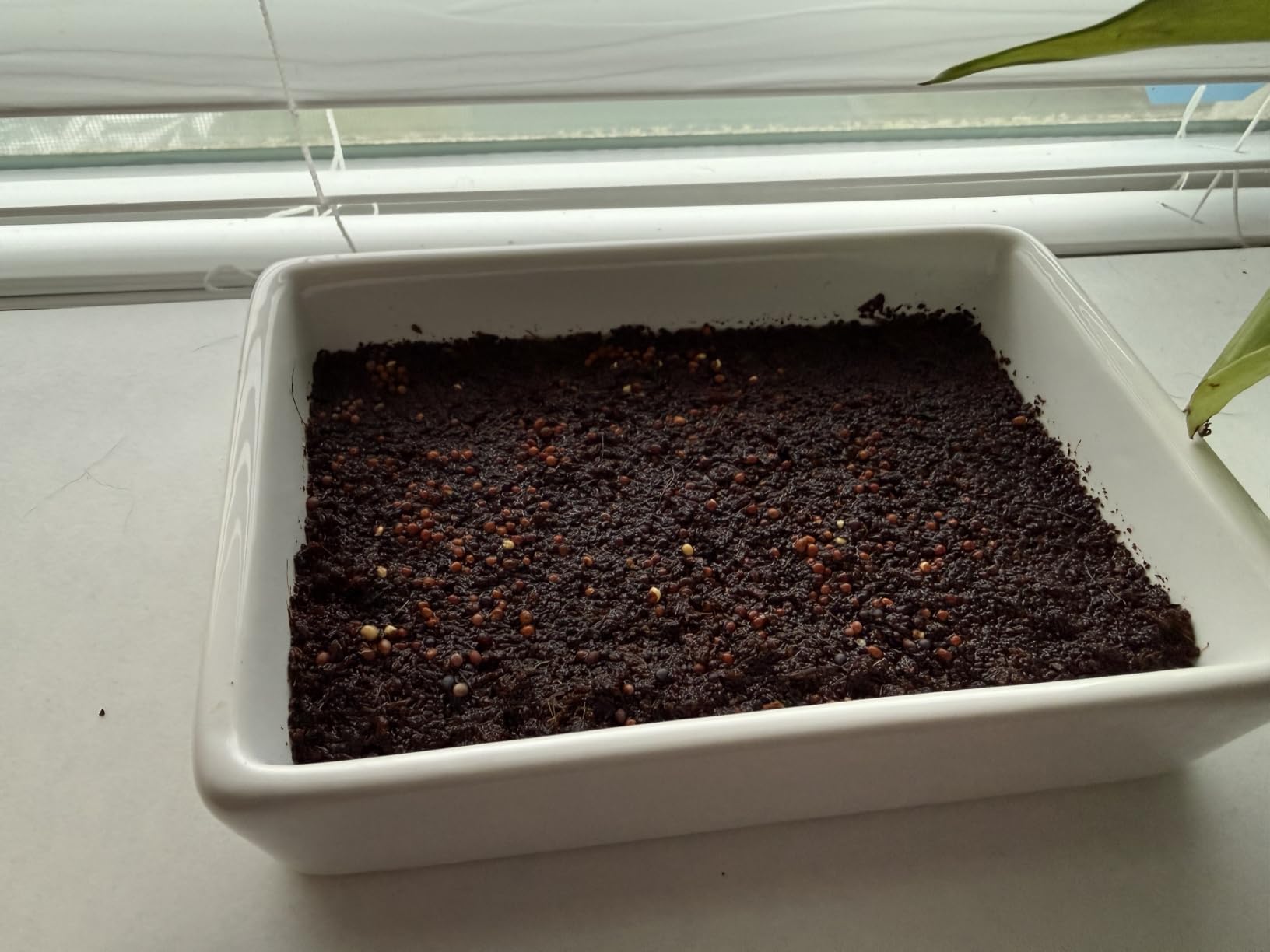 Back to the Roots DIY Microgreen Grow Kit, 6-Grow Variety Pack customer photo 1