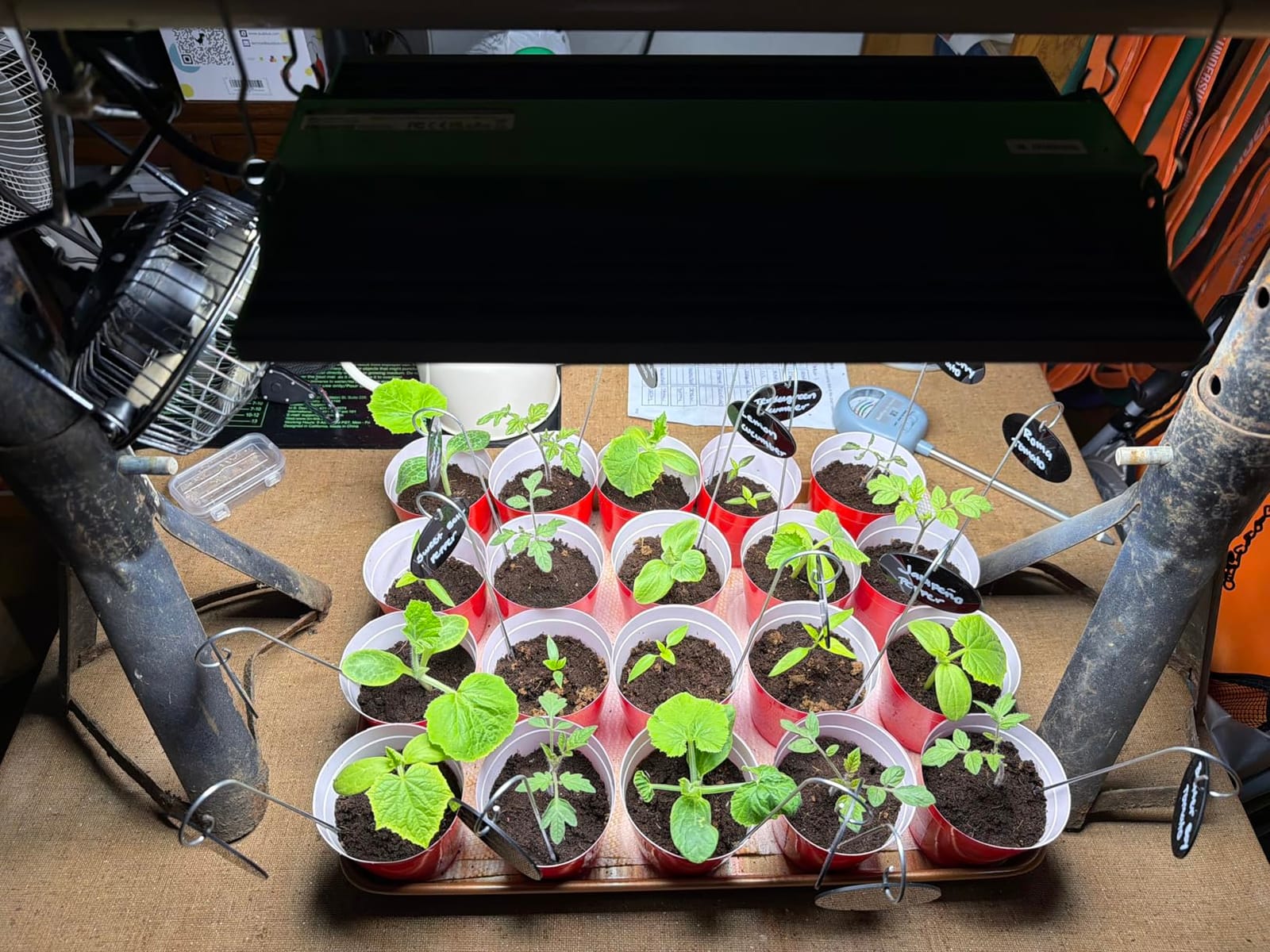 250 Watt Plant Lights for Indoor Growing, Full Spectrum LED Grow Lights customer photo 1
