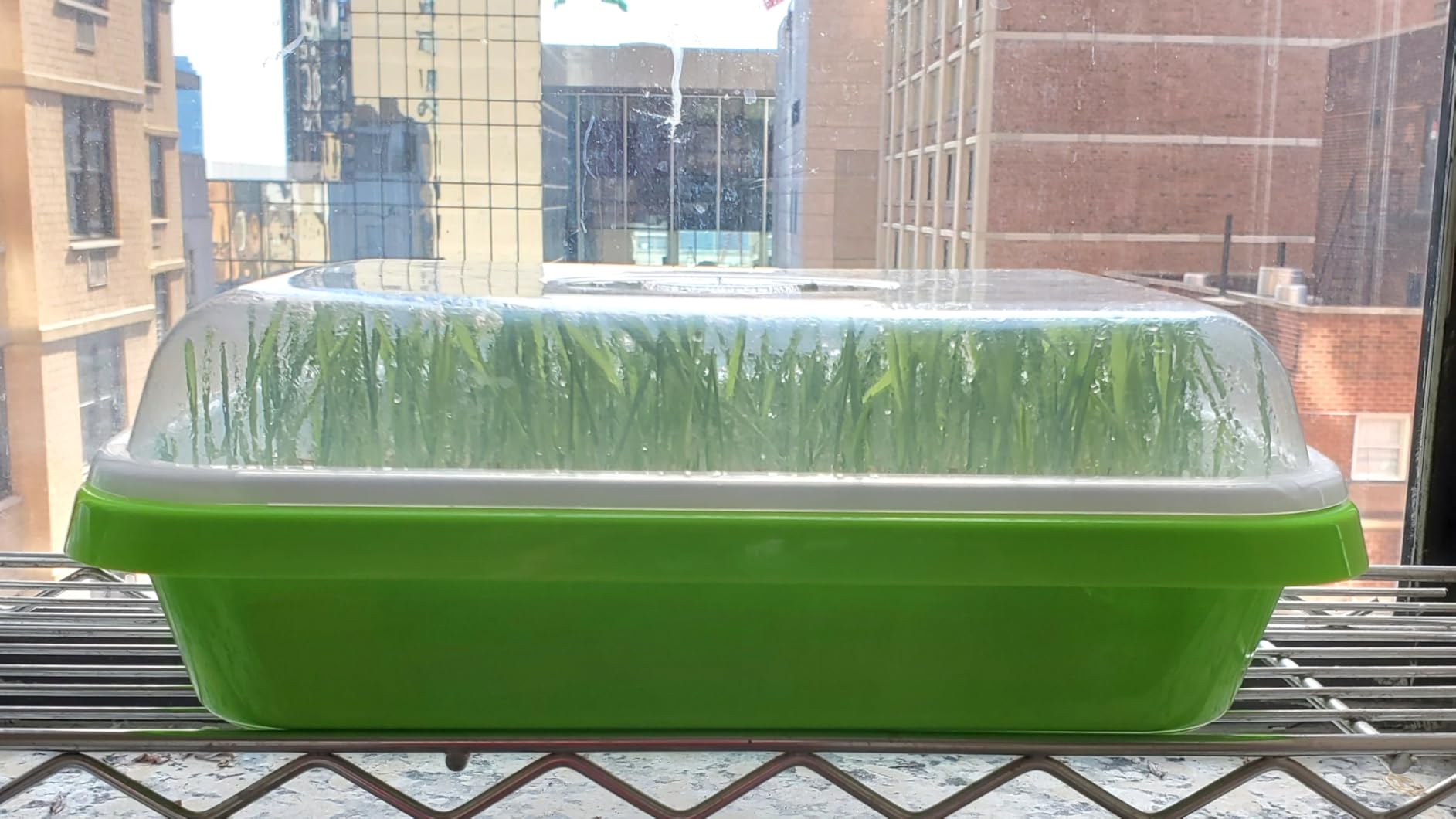 SUNPRO 2-Pack Seed Sprouter Tray with Humidity Lid, BPA Free Food Grade Soil-Free Sprouting Kit, Large Capacity Wheatgrass Grower & Microgreens Germination Station for Beans, Peas, Cat Grass (Green) customer photo 1