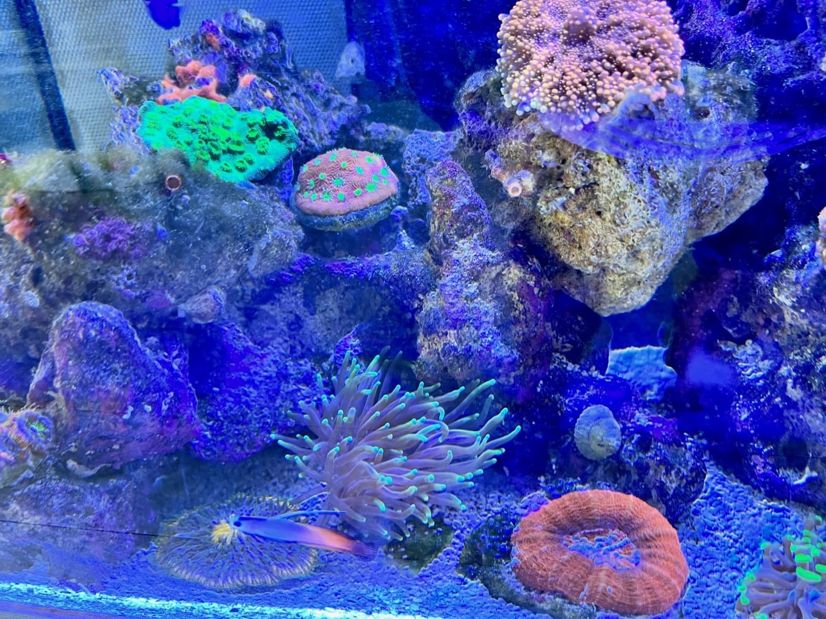 Fluval Flex 32.5 Marine Salt Water Aquarium Kit - Fish Tank for Fish, Coral & More - Comes with LED Lights, Filtration System & More - 32.5