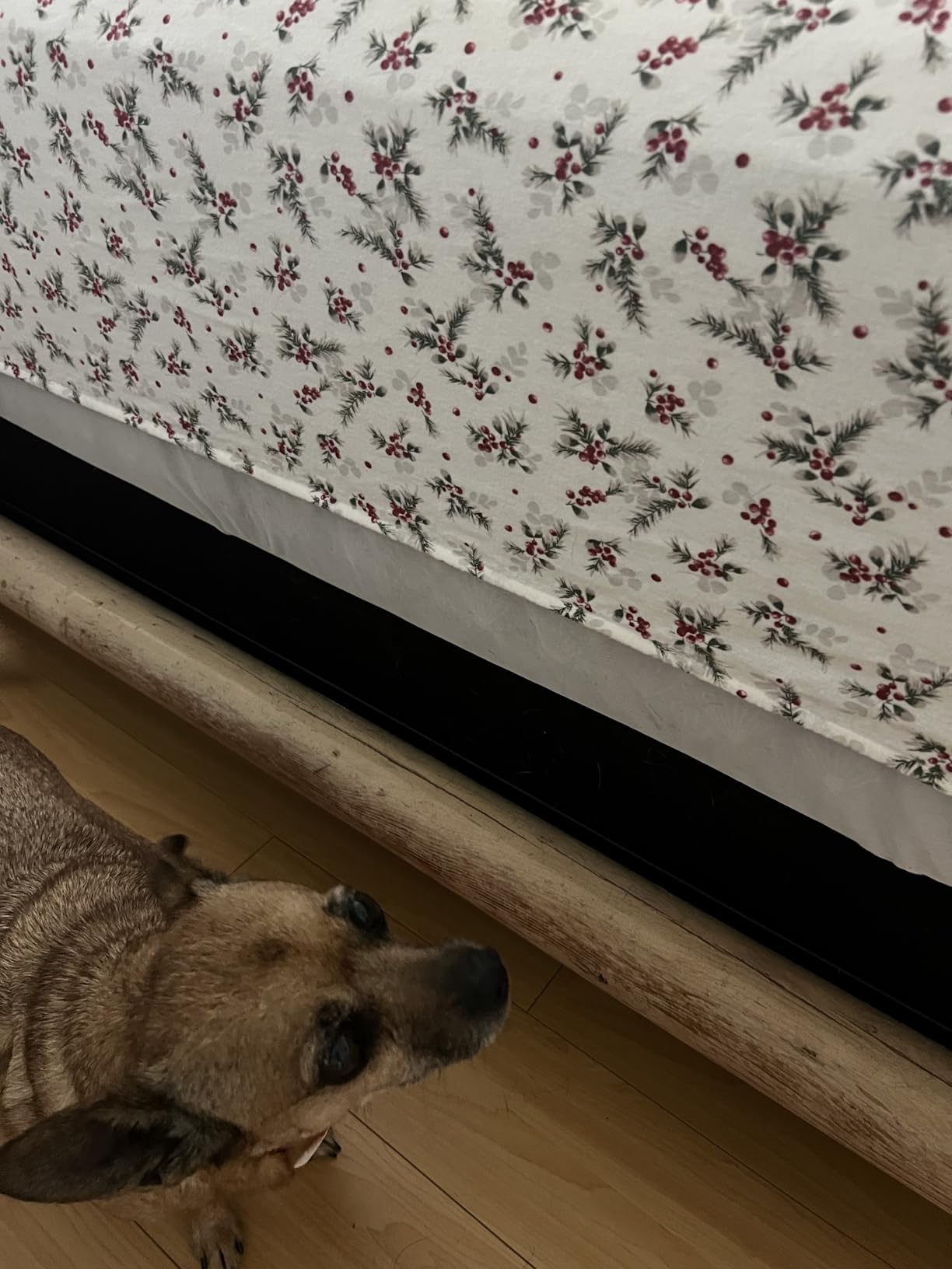 Laura Ashley - Flannel Sheets Queen Size, Anti-Pilling & Wrinkle Resistant Cotton, Touchably Soft for All-Season Comfort - Bed Sheets with Matching Pillowcases & Fitted Sheet (Fawna Grey) customer photo 2