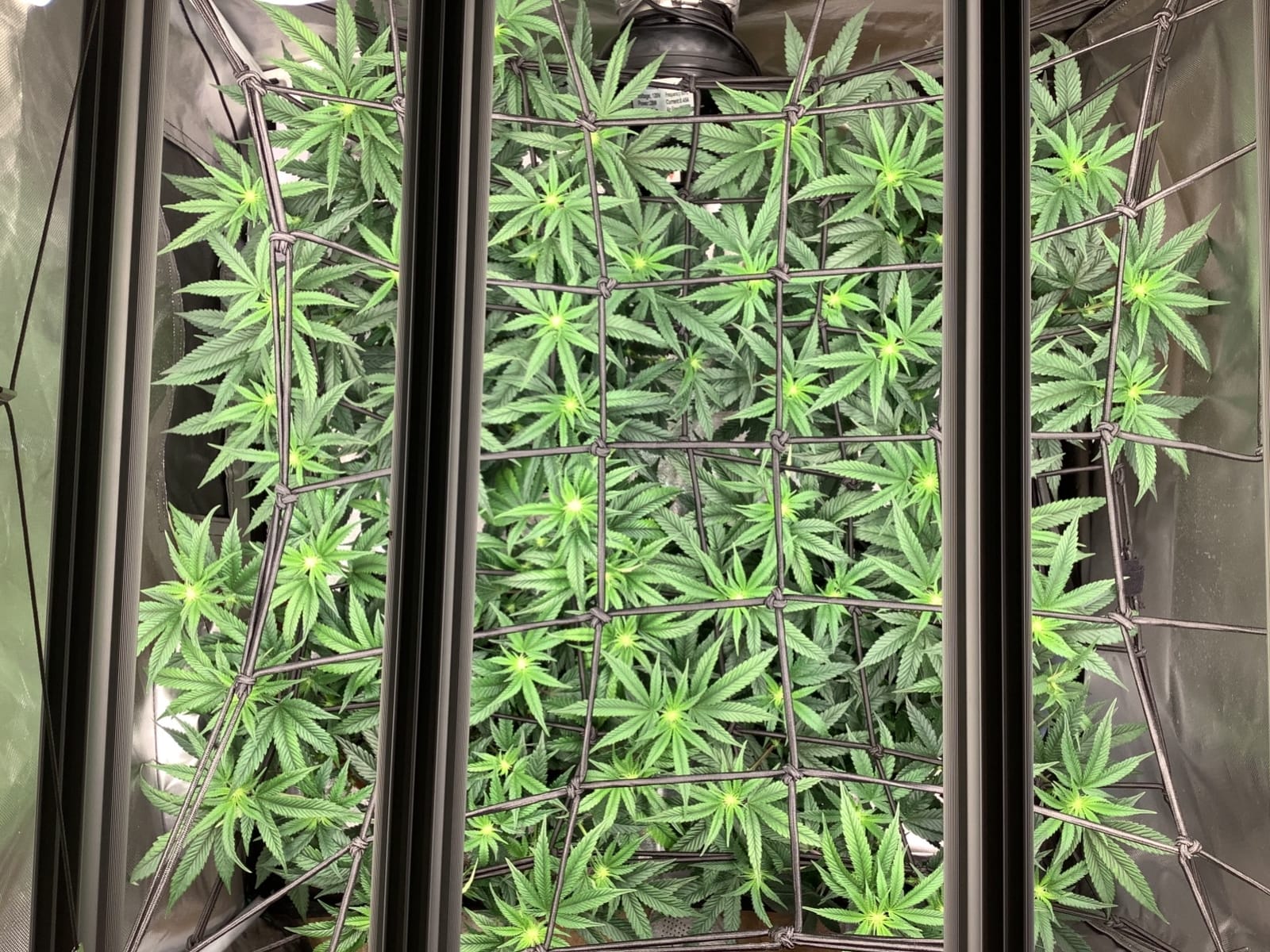 Mars Hydro FC-E3000 300W 3x3 LED Grow Light Full Spectrum Veg Bloom Flower customer photo 1