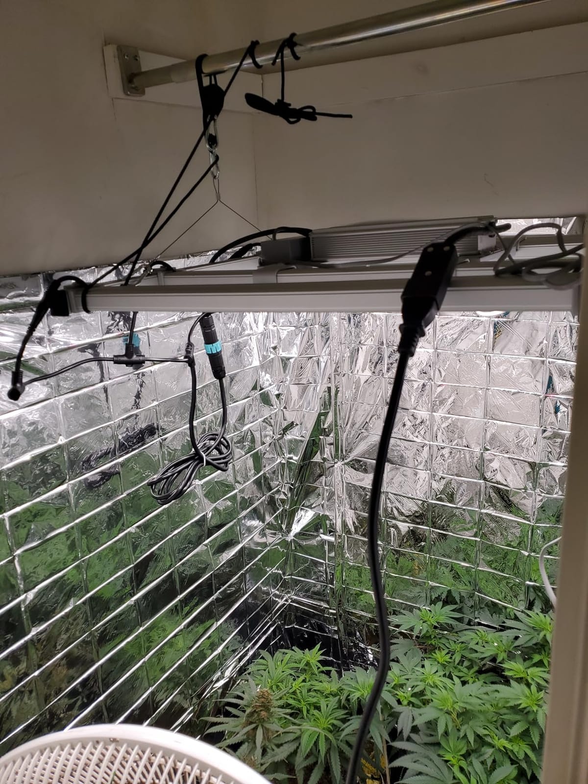 Mars Hydro FC-E3000 300W 3x3 LED Grow Light Full Spectrum Veg Bloom Flower customer photo 2