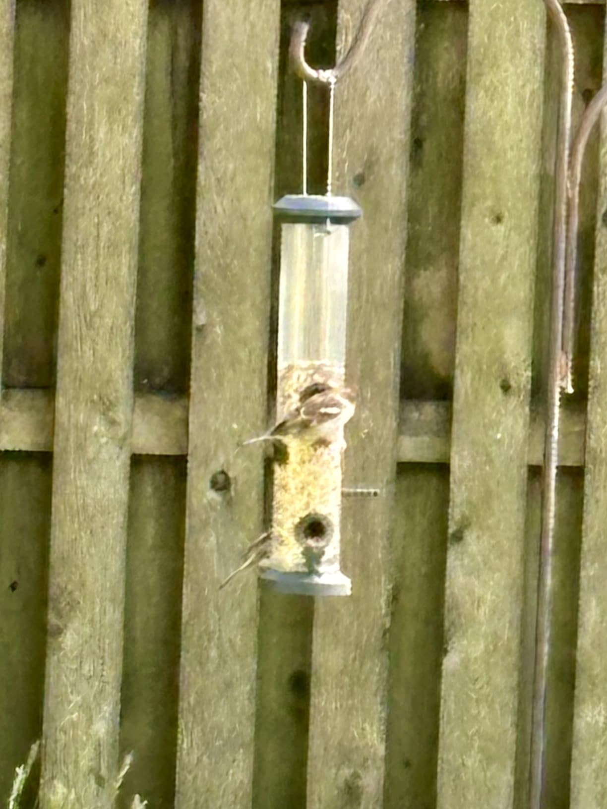 Kingsyard 2 Pack Tube Feeders with 6 Feeding Ports for Outdoors Hanging, Premium Hard Plastic Weatherproof & Steel Hanger, Attracting for Wild Birds (Black) customer photo 2