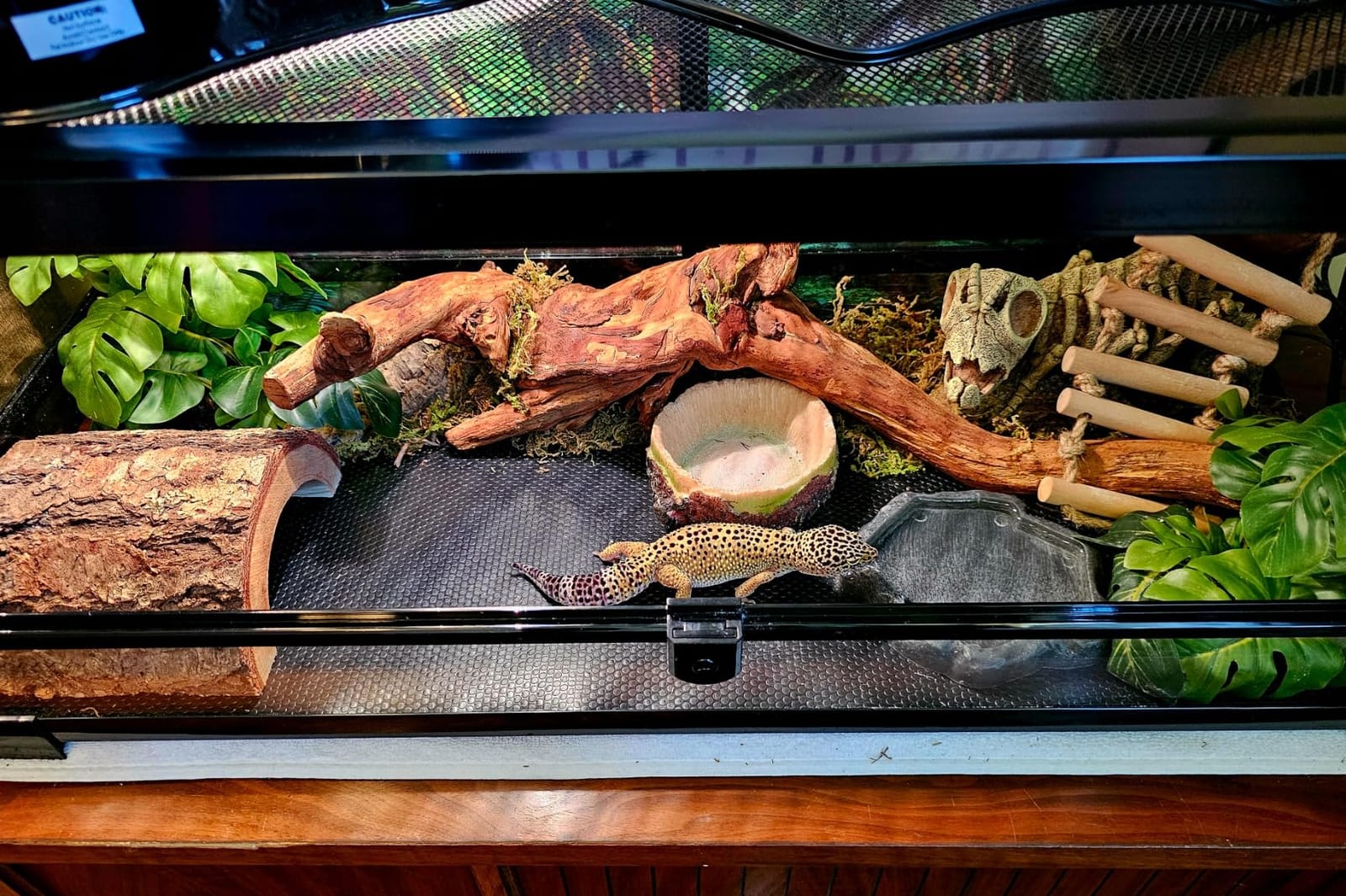 REPTI ZOO Glass Reptile Terrarium 20 Gallon, Front Opening Reptiles Tank 30
