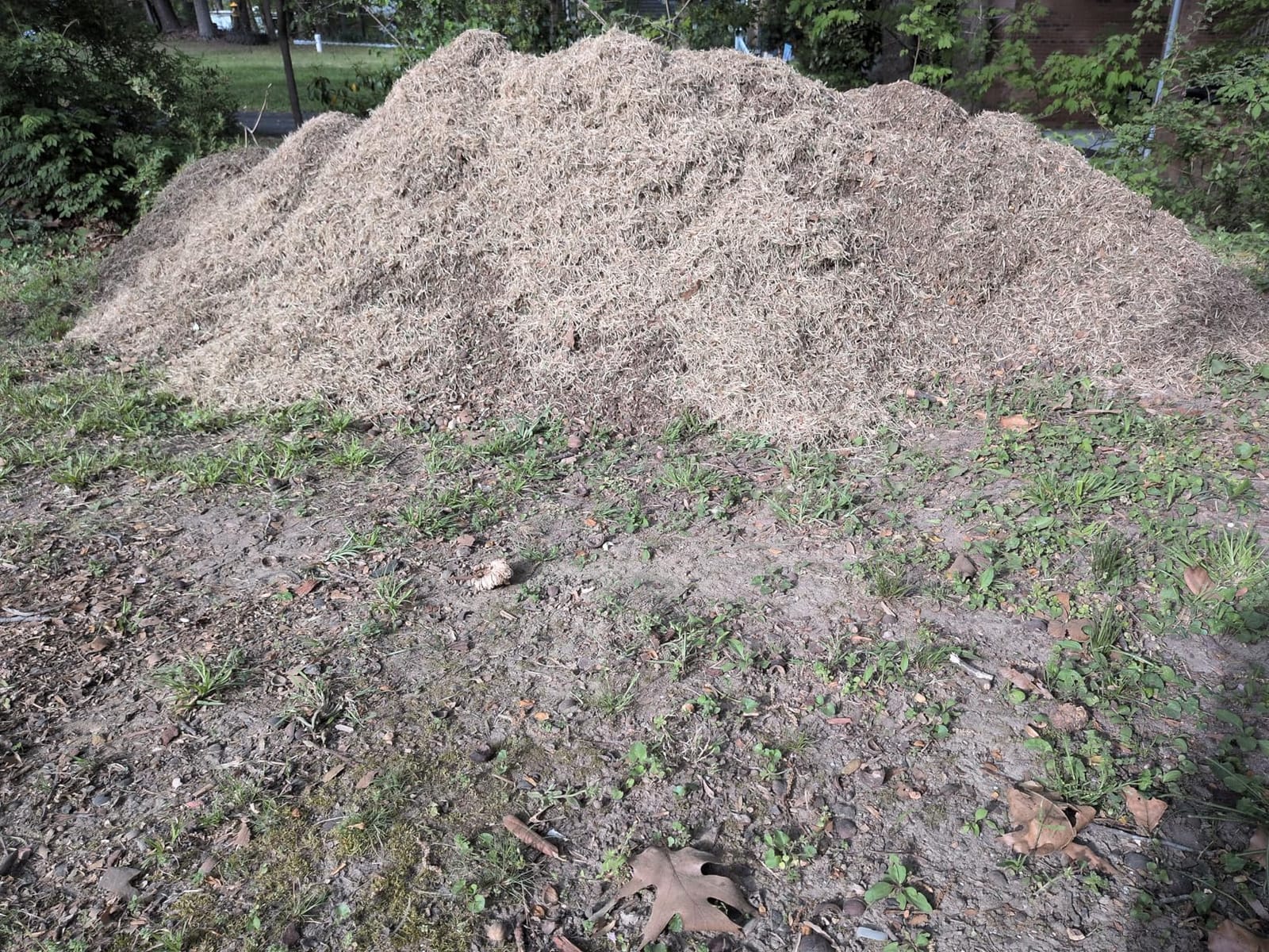 Sun Joe 15-Inch Lawn Dethatcher with Scarifier Blade Reel, AJ805E customer photo 1