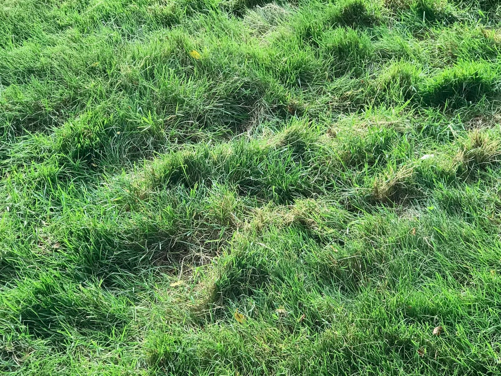 Sun Joe 15-Inch Lawn Dethatcher with Scarifier Blade Reel, AJ805E customer photo 2