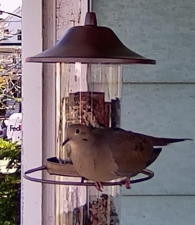 Perky-Pet Large 2-Tier Panorama Wild Bird Outdoor Feeder with Hanging Hook - 325SCOMBO-1SR - 4.5 lb Seed Capacity - Durable Construction - Versatile Hanging with Included Hook customer photo 1