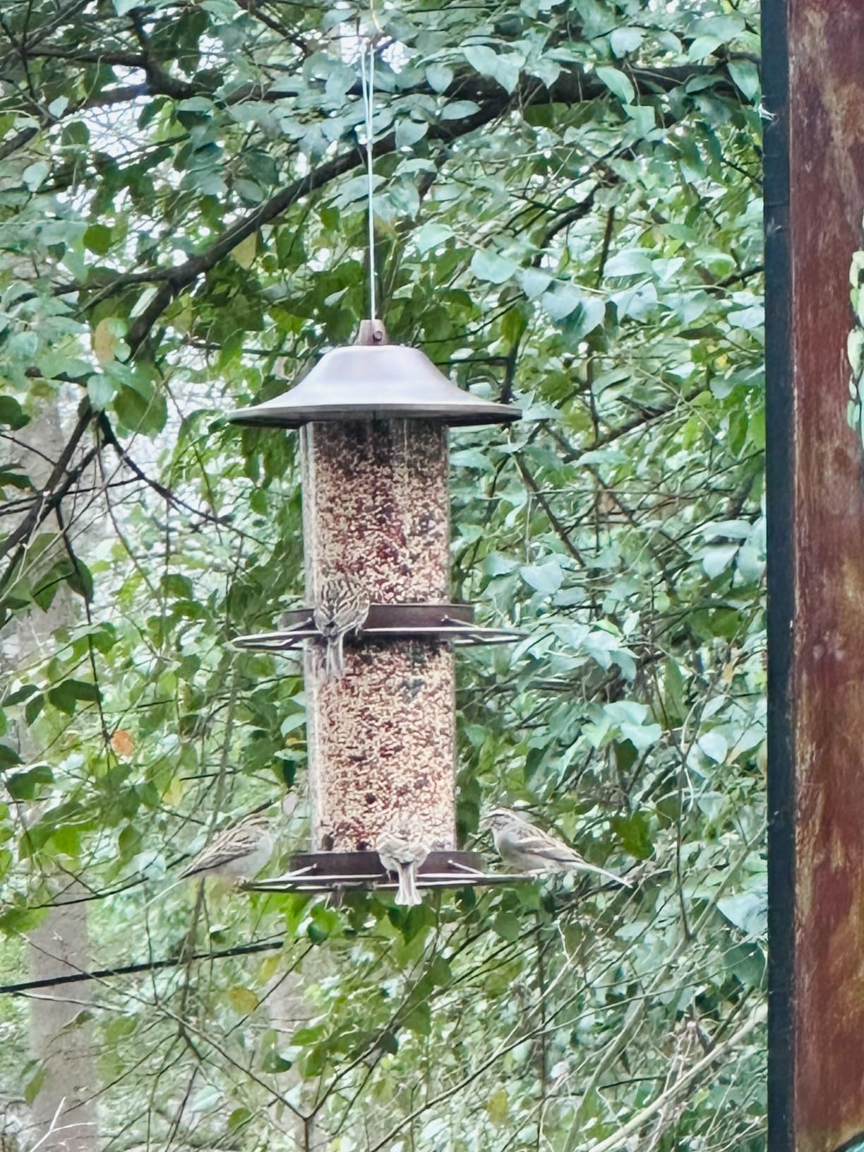 Perky-Pet Large 2-Tier Panorama Wild Bird Outdoor Feeder with Hanging Hook - 325SCOMBO-1SR - 4.5 lb Seed Capacity - Durable Construction - Versatile Hanging with Included Hook customer photo 2