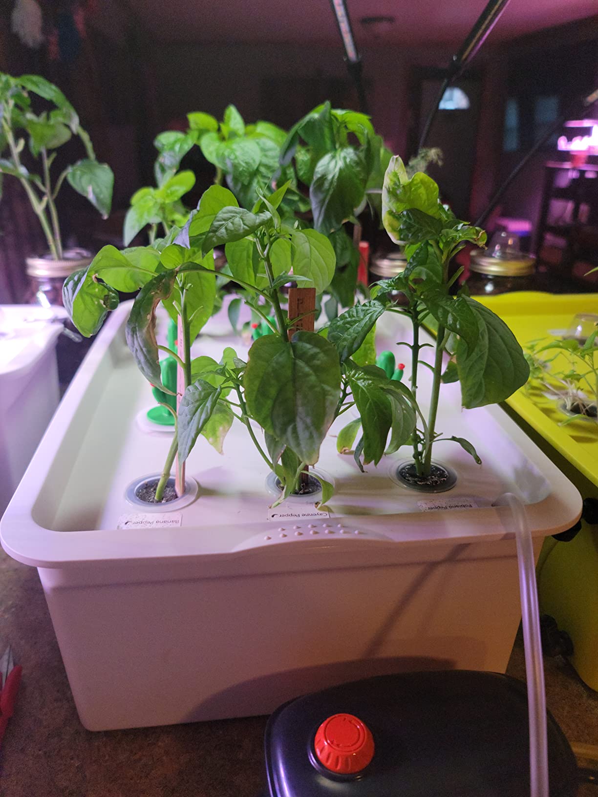 NATGAI Hydroponic System Growing Kit with Air Pump 12 Holes Soilless customer photo 2