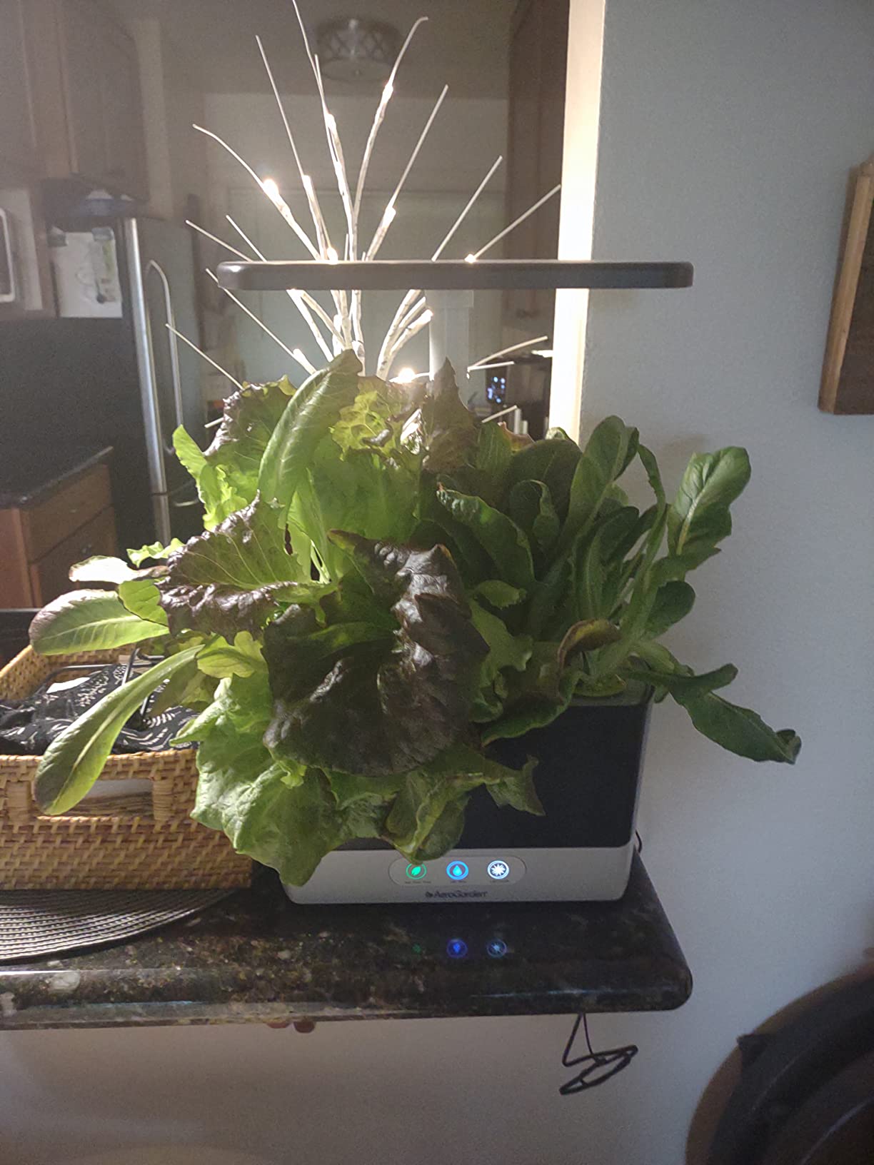 AeroGarden Harvest - with Heirloom Salad Greens Pod Kit (6-Pod) customer photo 1