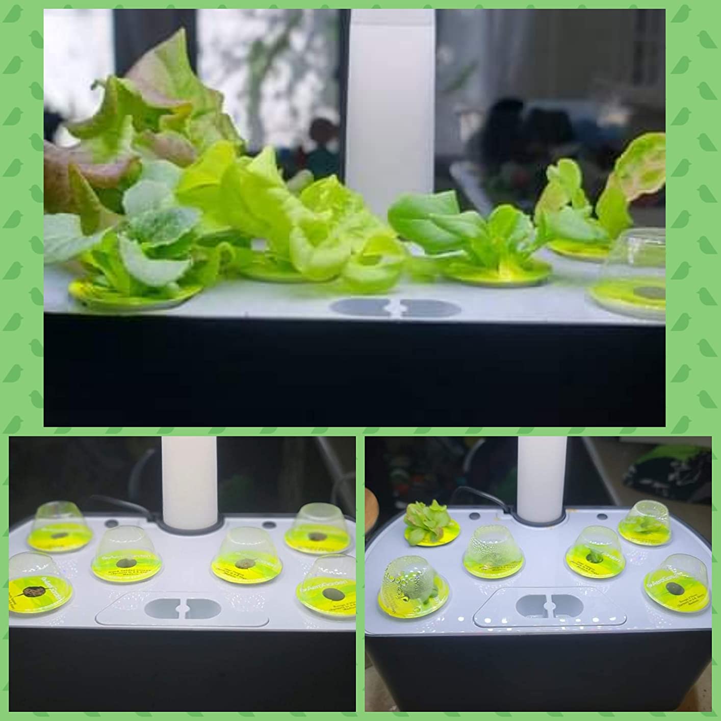 AeroGarden Harvest - with Heirloom Salad Greens Pod Kit (6-Pod) customer photo 2