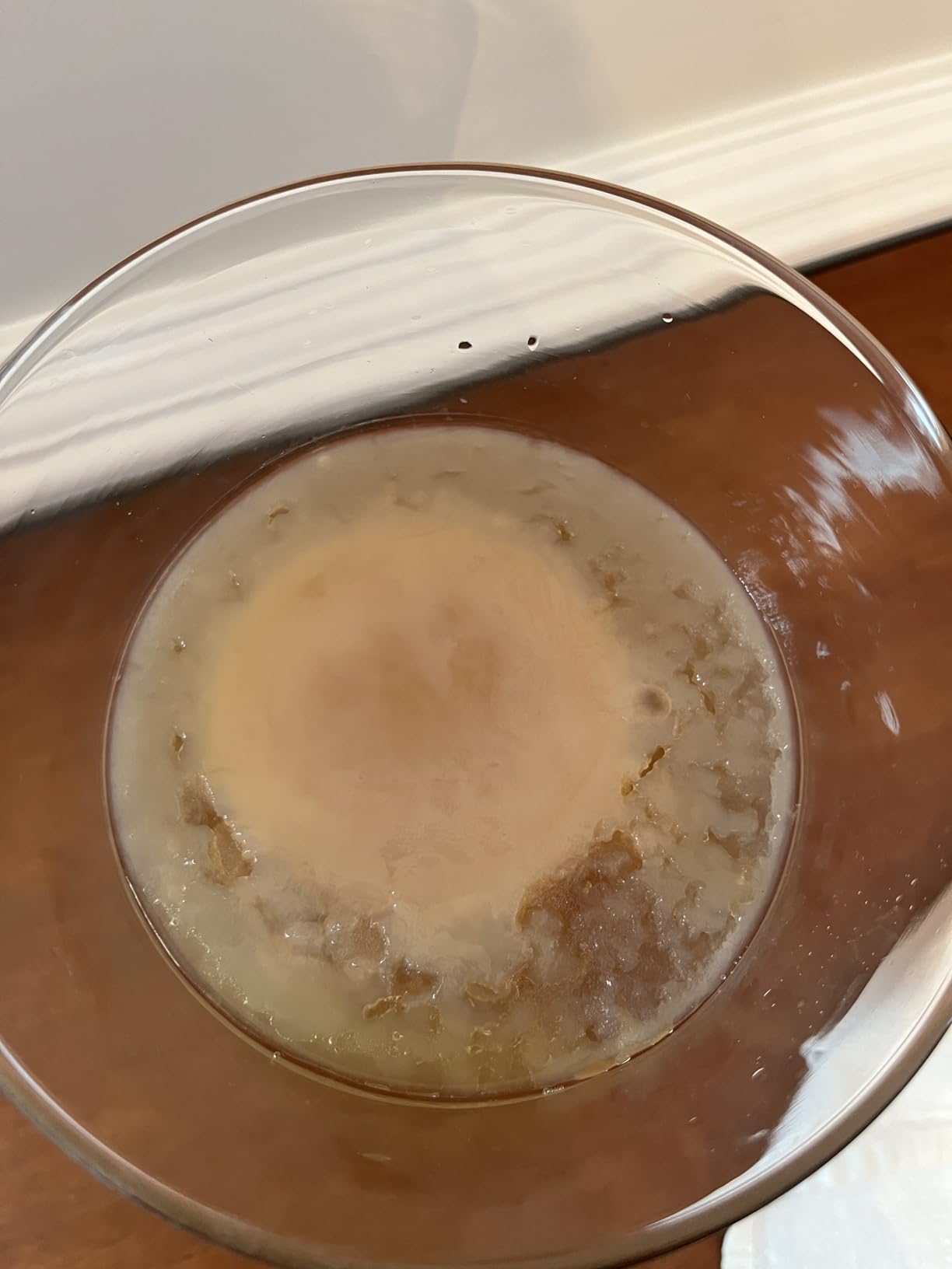 Organic SCOBY Kombucha Starter Kit with Live Culture for Brewing Kombucha Tea - Urban Kitchen customer photo 1