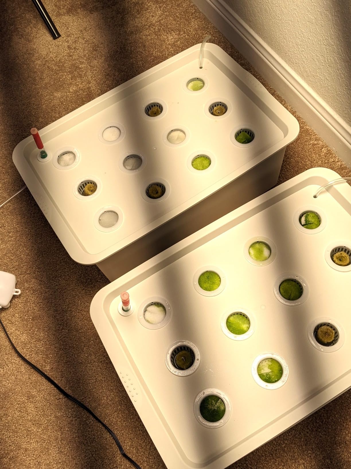 MAOPINER Indoor Hydroponic Grow Kit 12 Sites Deep Water Culture System customer photo 1