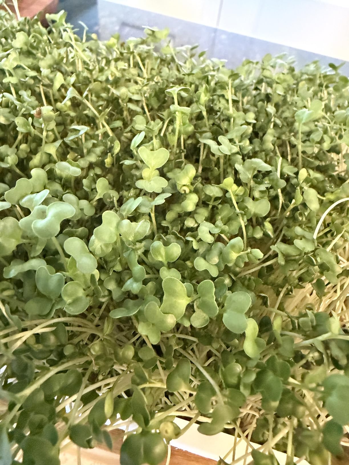 Microgreens Growing Kit - Self-Watering Tray with US Premium Seeds customer photo 1