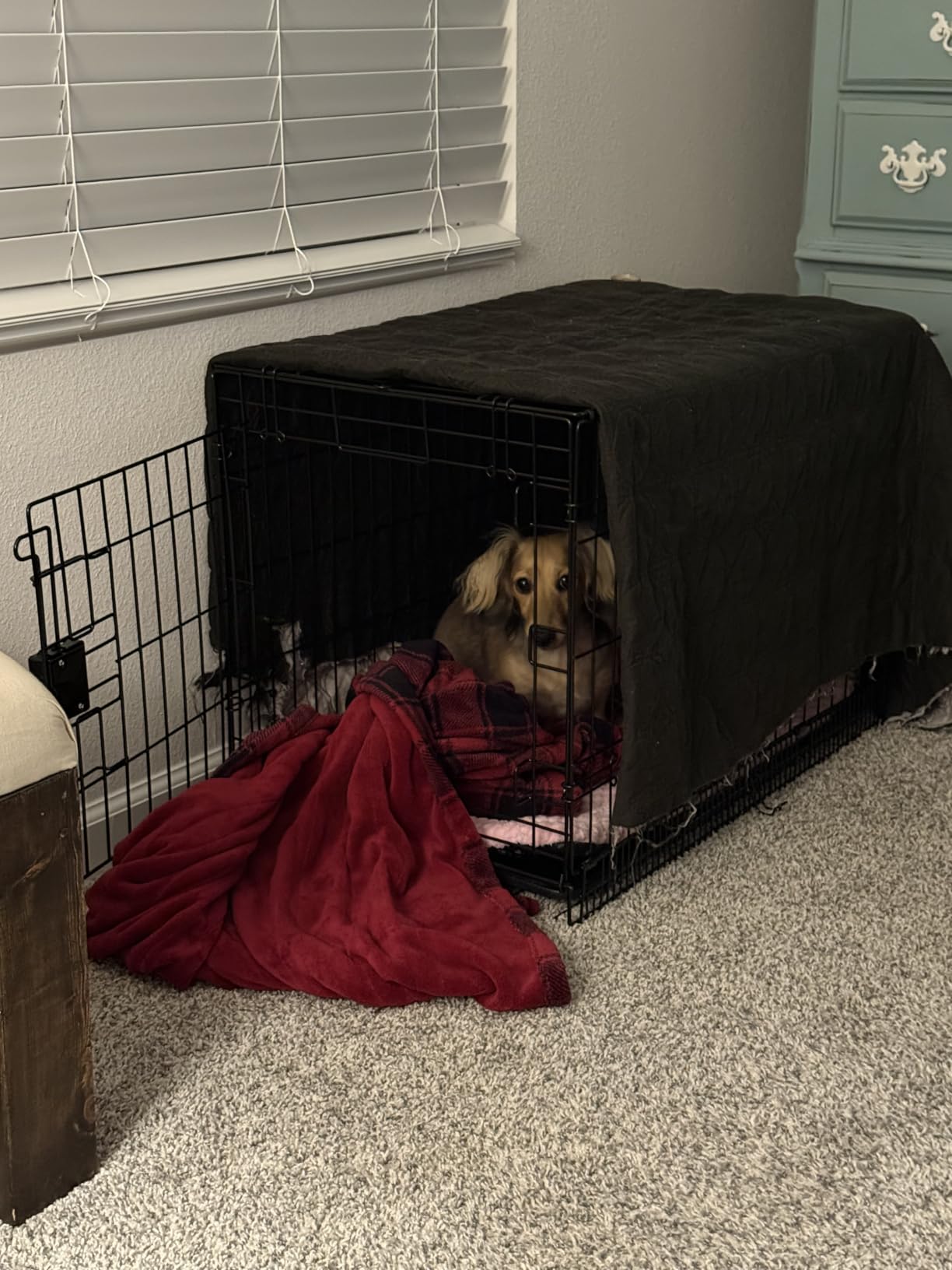Amazon Basics Durable, Foldable Metal Wire Dog Crate with Removable Tray, Single Door, Divider Panel, 42 x 28 x 30 in, Black customer photo 1