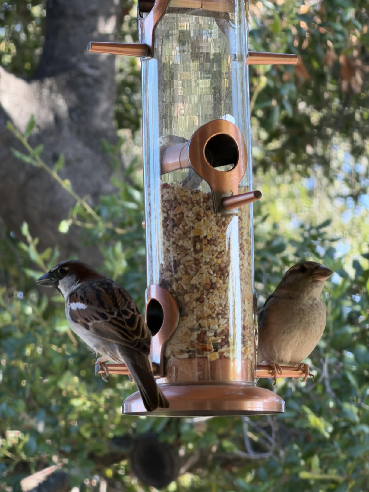 iBorn Bird Feeders for Outdoors 15