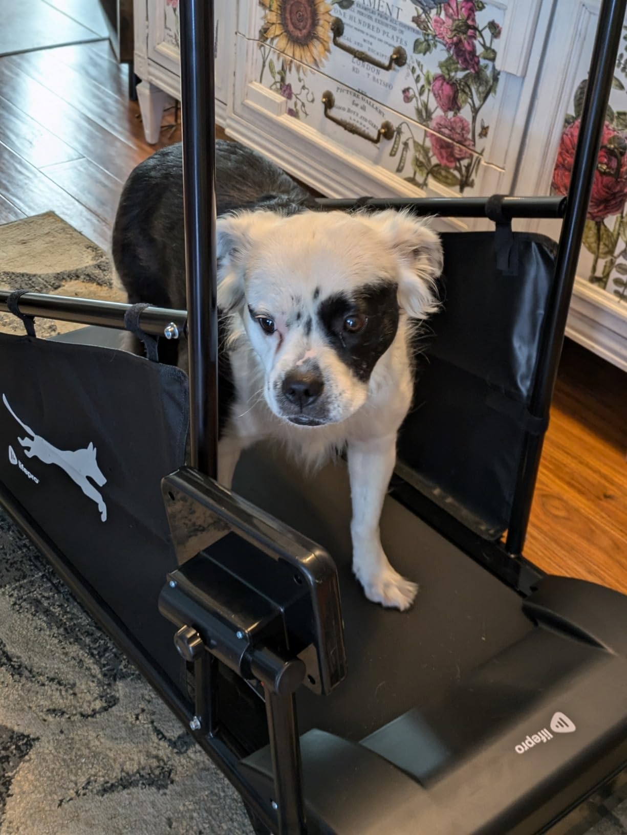Lifepro PawRunner Dog Treadmill for Small & Medium Dogs, Remote Control | Indoor Dog Exercise Treadmill, Quiet Motor, Manual Incline, Safety Key, LCD Display for Small & Medium Dogs up to 130 lb customer photo 2