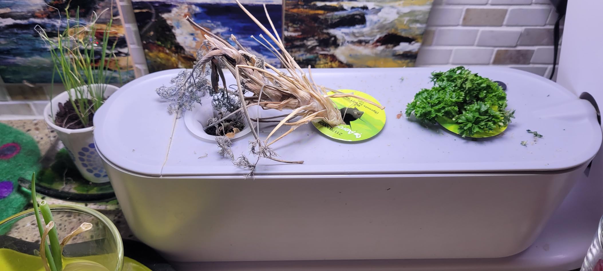 AeroGarden Sprout, Cool Gray customer photo 2
