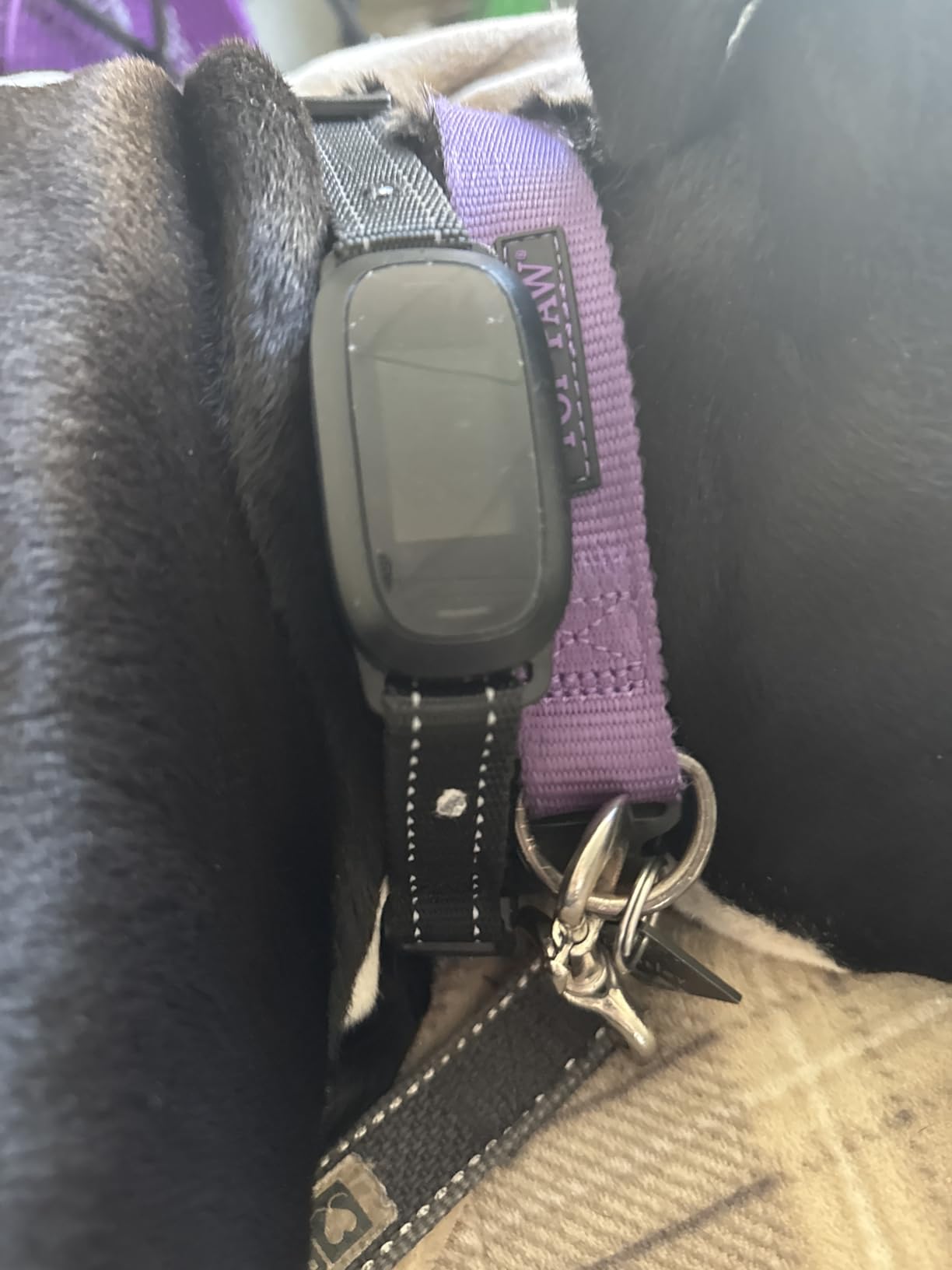 FAFAFROG Dog Bark Collar, Rechargeable Smart Collar, Anti Barking Training Collar with 5 Adjustable Sensitivity Beep Vibration, Bark Collar for Large Medium Small Dogs (Black) customer photo 1