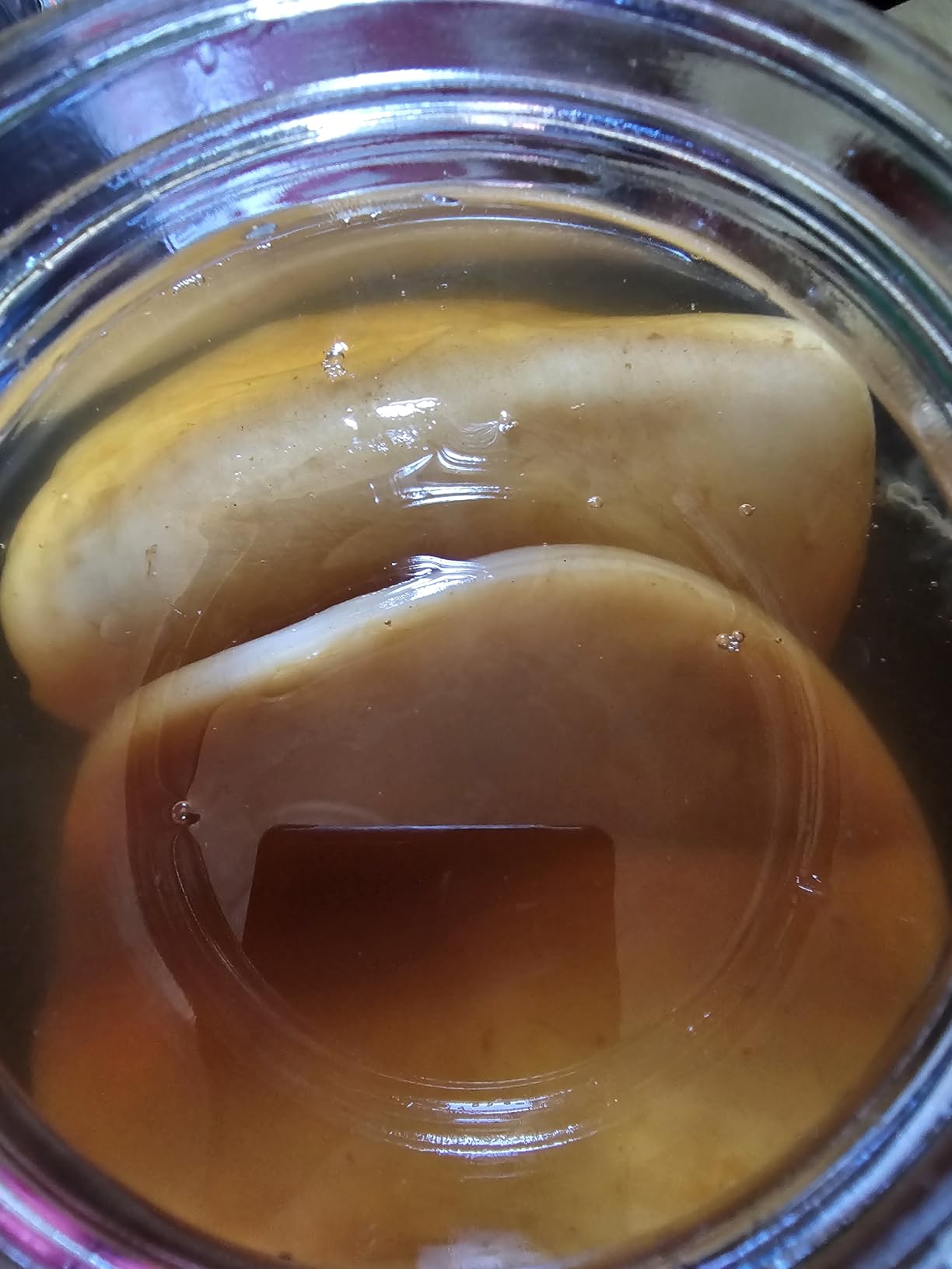 Kombucha Home Brewing Starter Kit | 5-Inch Large Scoby | Complete Kit with 16 oz Starter Tea, Brewing Jar & Supplies | Brew Unlimited Kombucha customer photo 1