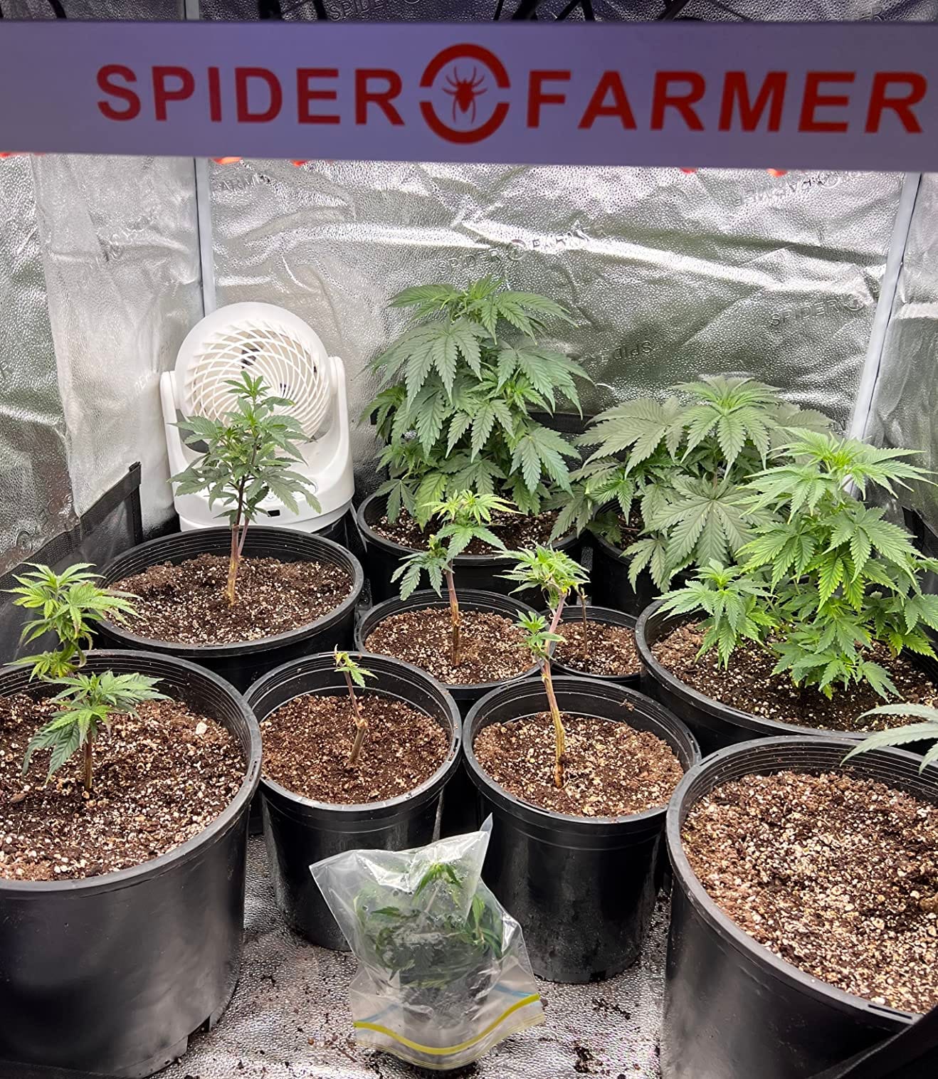 Spider Farmer G3000 LED Grow Light for Indoor Plants 300W, App Controlled customer photo 1