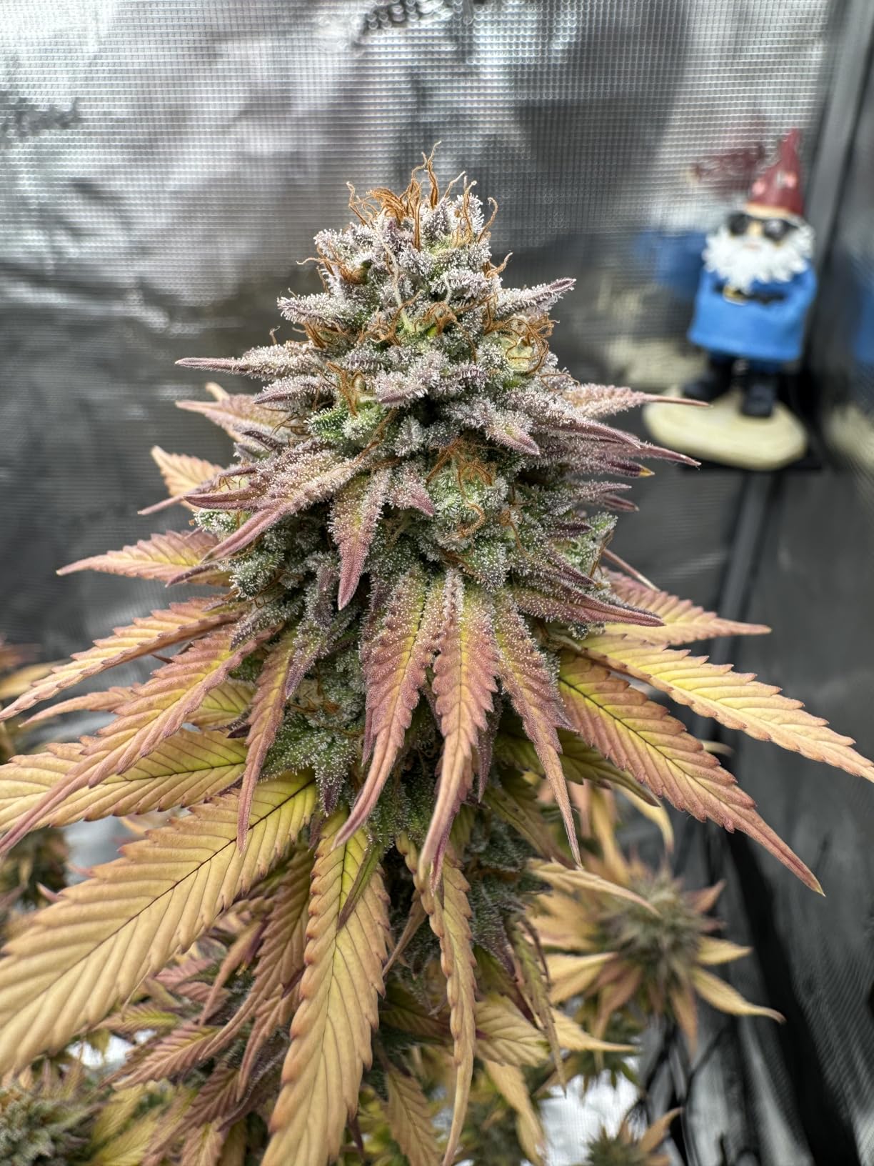 Spider Farmer 2x2 Grow Tent 24