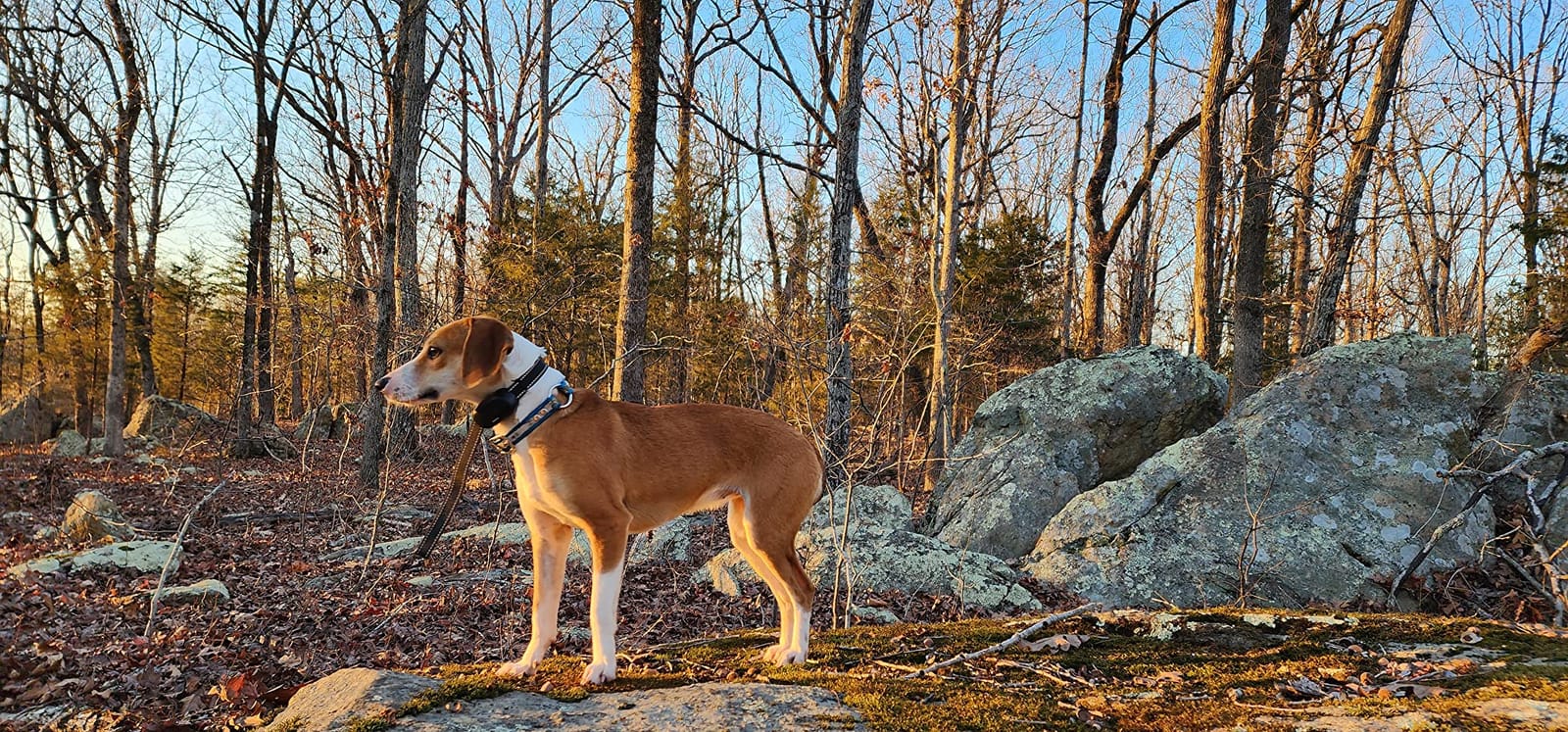 Dog Shock Collar, Electric Dog Training Collar with Remote & 4-Channels customer photo 1