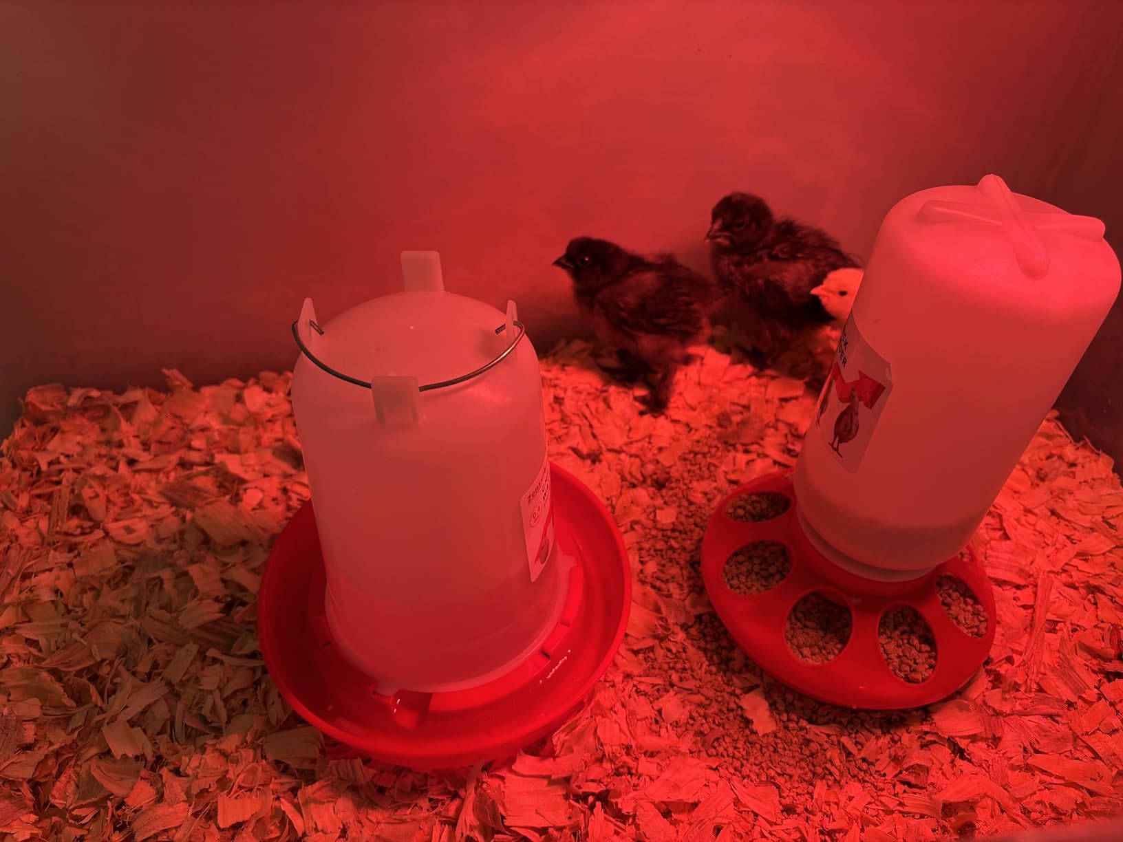 2-in-1 Chick Starter Set: 0.3 Gal Feeder & 0.4 Gal Waterer Red customer photo 1