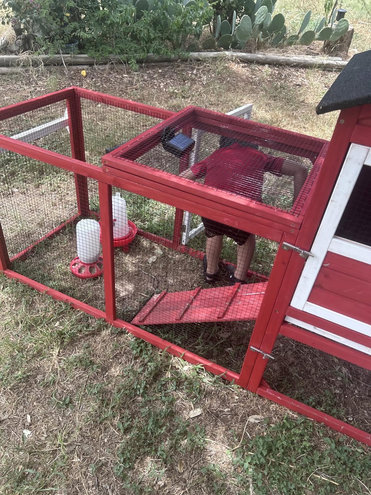 2-in-1 Chick Starter Set: 0.3 Gal Feeder & 0.4 Gal Waterer Red customer photo 2