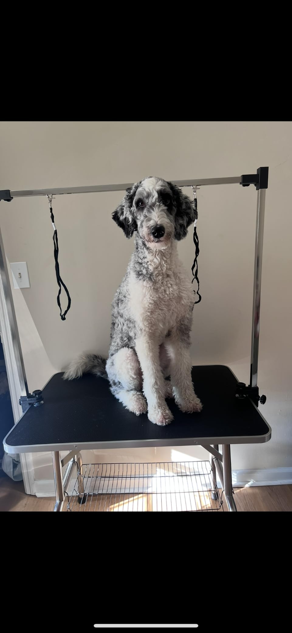 42'' Foldable Dog Grooming Table with Arms/Nooses/Mesh Tray, Black | Stainless Steel Grooming Table for Dogs at Home, Adjustable Pet Bathing Station, Non-Slip Waterproof Tabletop, Capacity 330Lb customer photo 1