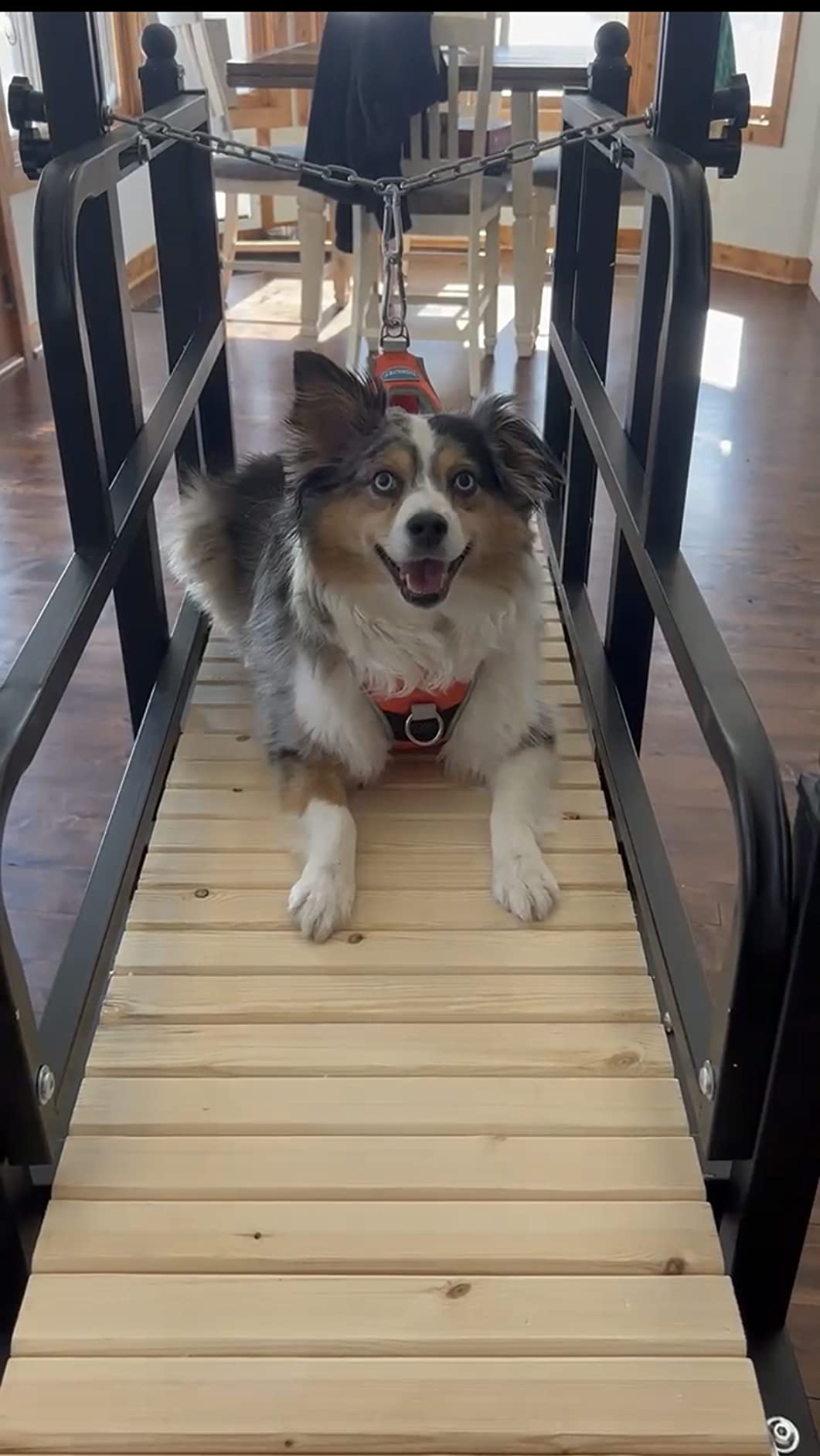 PawPaw's Dog Treadmill for Large Dogs, Medium Dogs with Brake. Dog Slatmill for Healthy & Fit Dog Life, Dog Treadmill for Indoor & Outdoor. Treadmill for Dogs up to 330 lbs customer photo 2