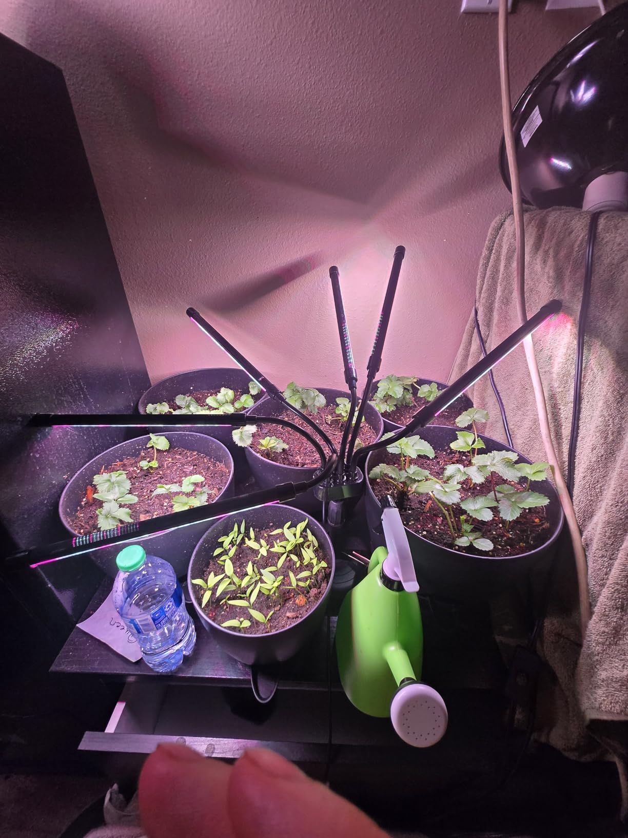 SYEIORAOM Grow Lights for Indoor Plants, Six Head Plant Light with Full Spectrum, LED Grow Lamps for Seed Starting with Adjustable Gooseneck, Suitable for Flowers Vegetables customer photo 1
