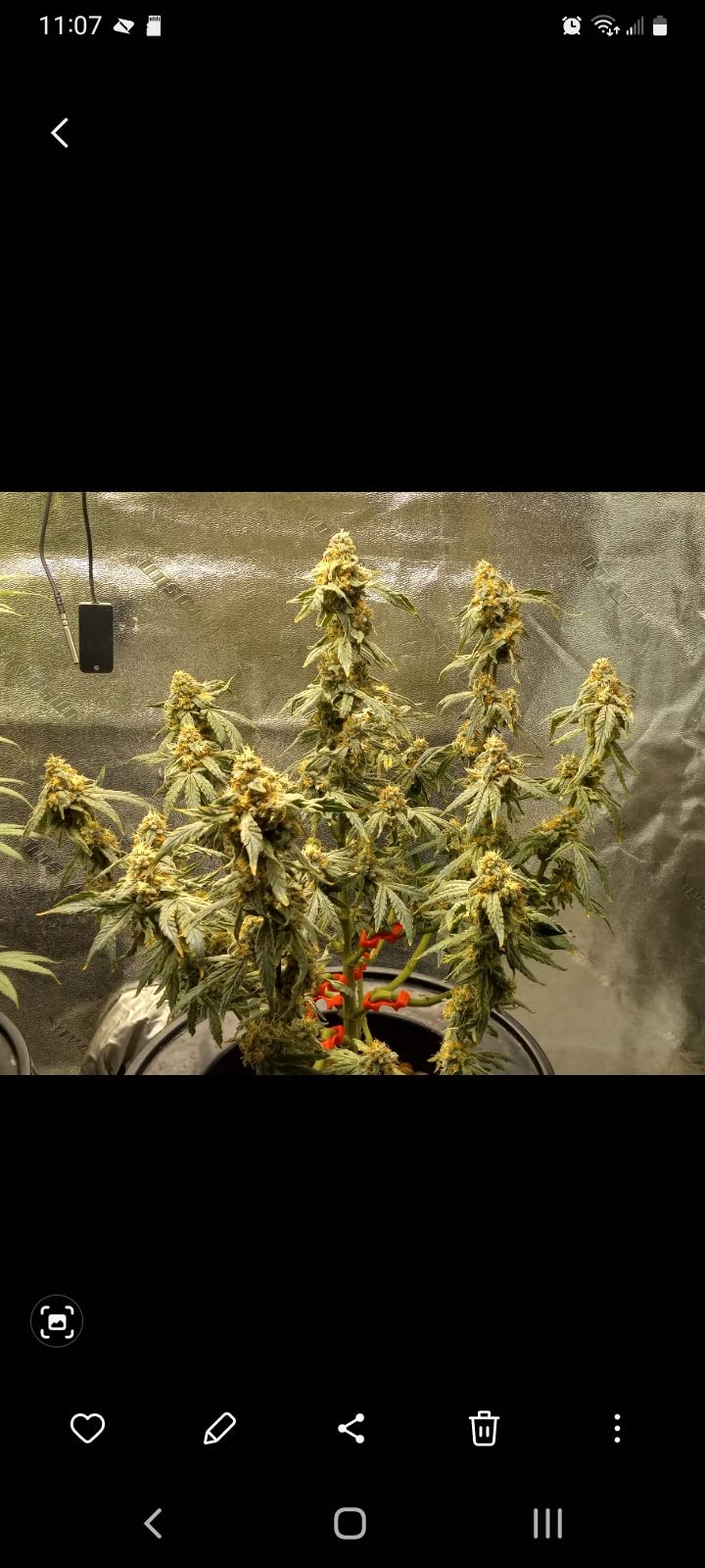 Spider Farmer G4500 LED Grow Light 320W for 2x4 Grow Tents, App‑Controlled customer photo 2